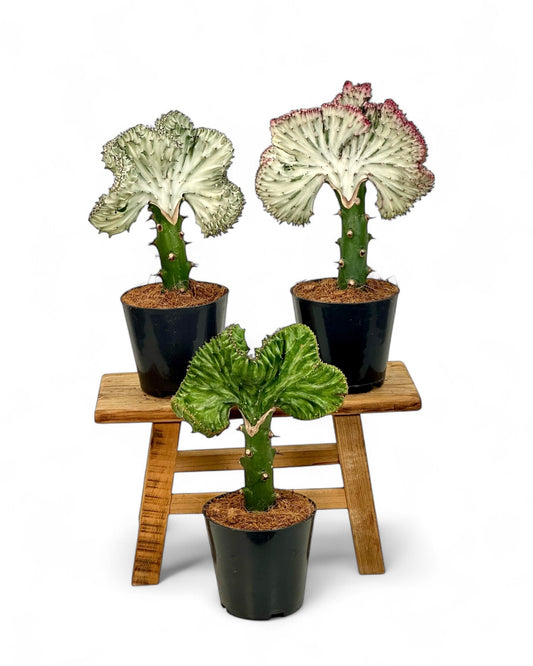 Euphorbia Lactea Cristata