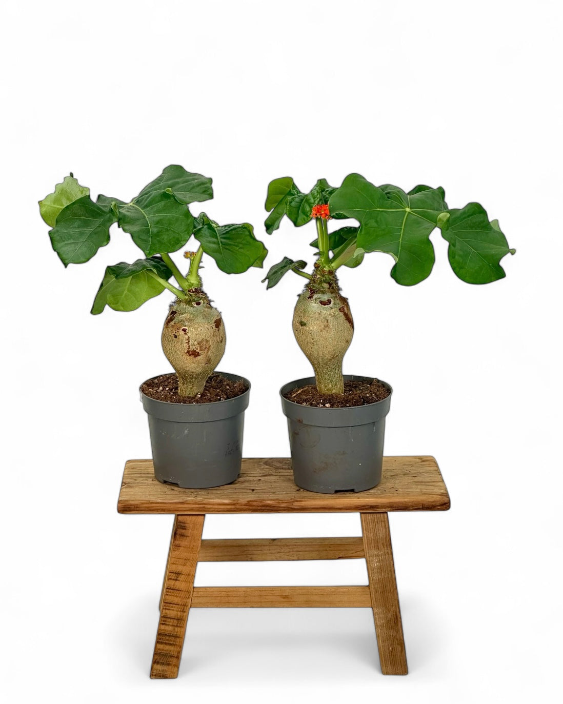 Jatropha Podagrica