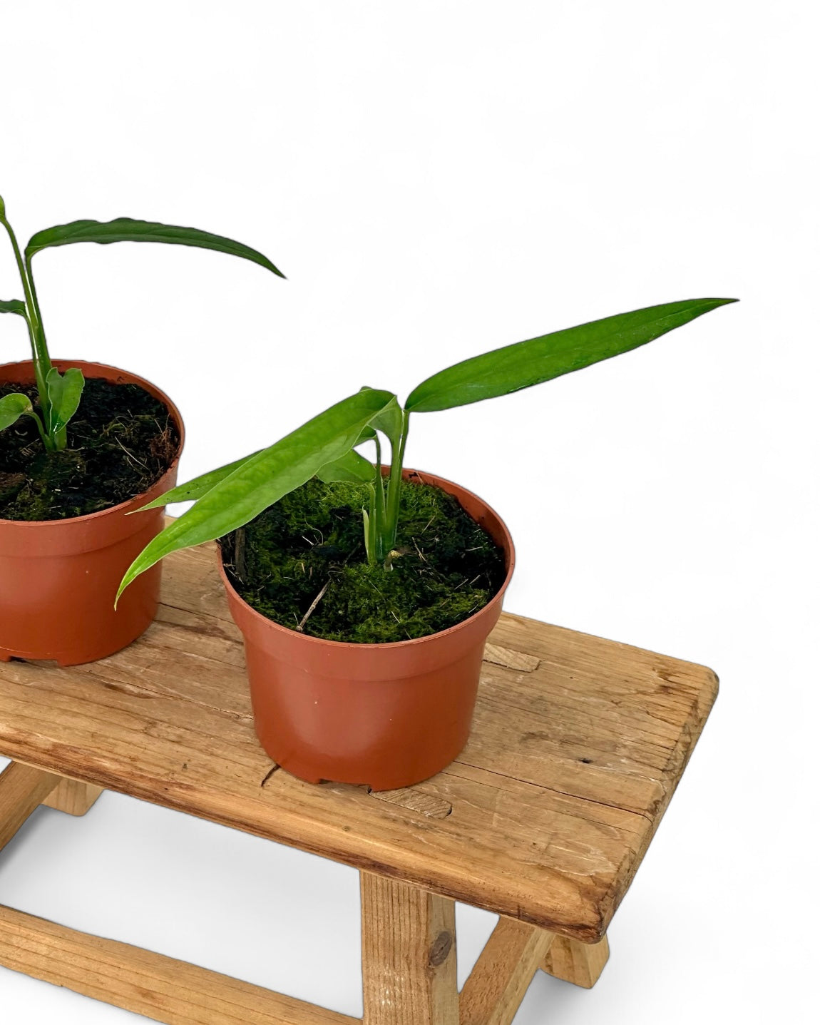 Monstera Obliqua Yasuni
