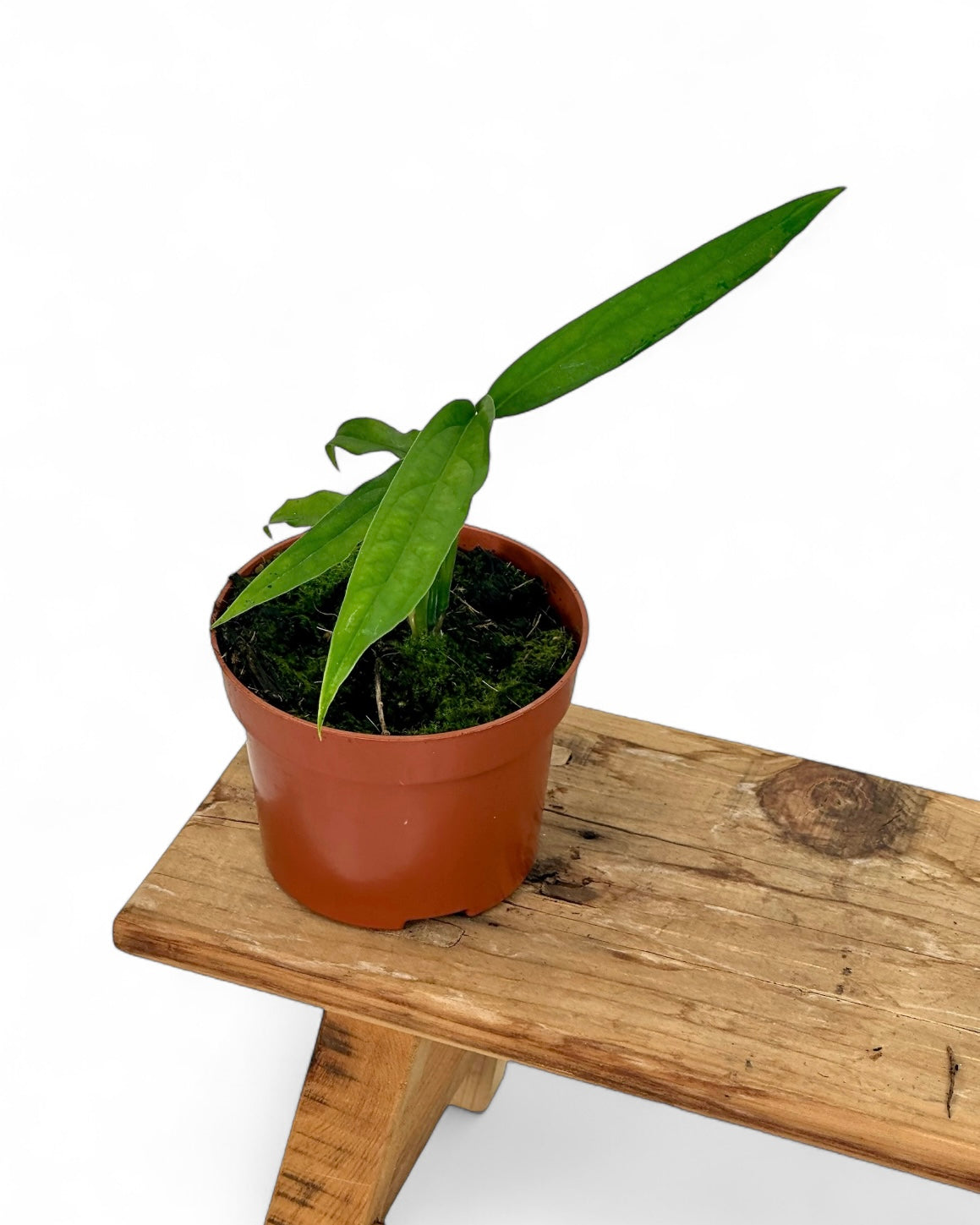 Monstera Obliqua Yasuni