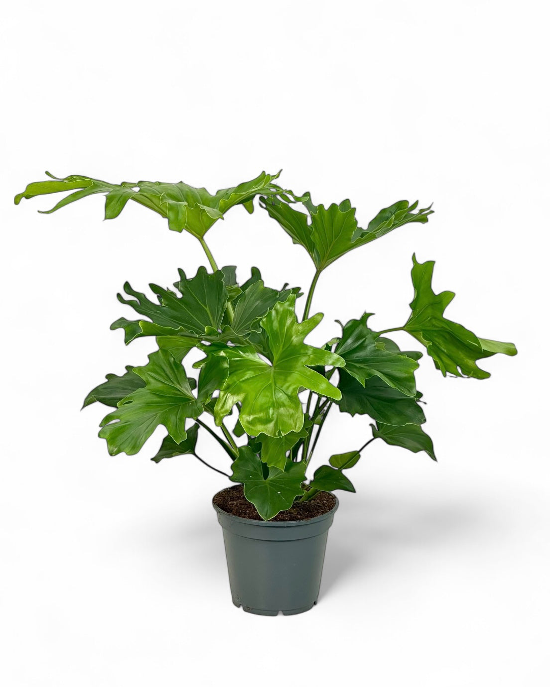 Philodendron Hope