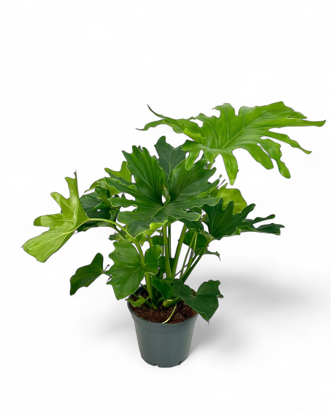 Philodendron Hope