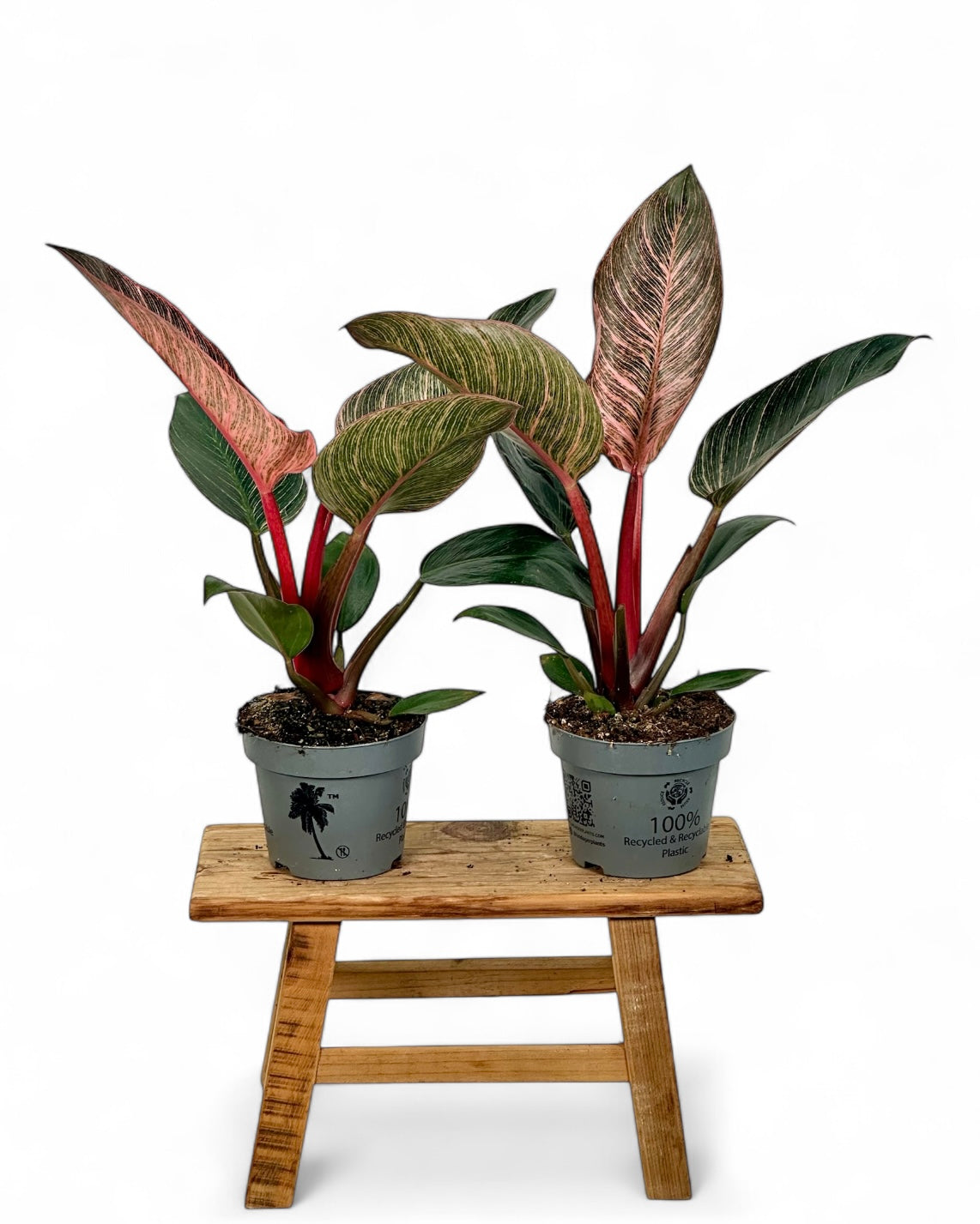 Philodendron Pink Birkin