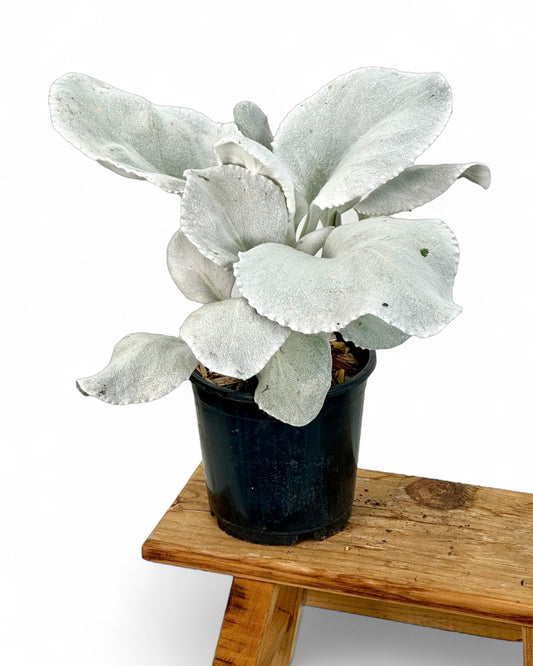 Senecio Angel Wings