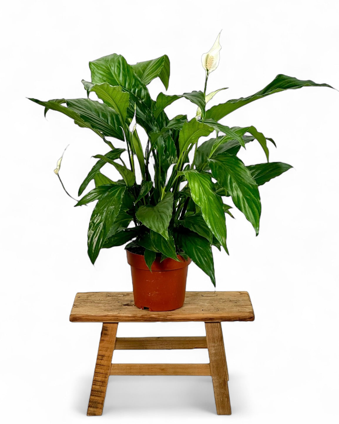 Spathiphyllum Sweet Chico