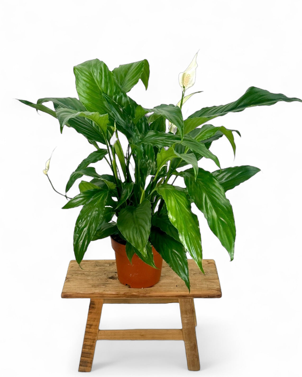Spathiphyllum Sweet Chico