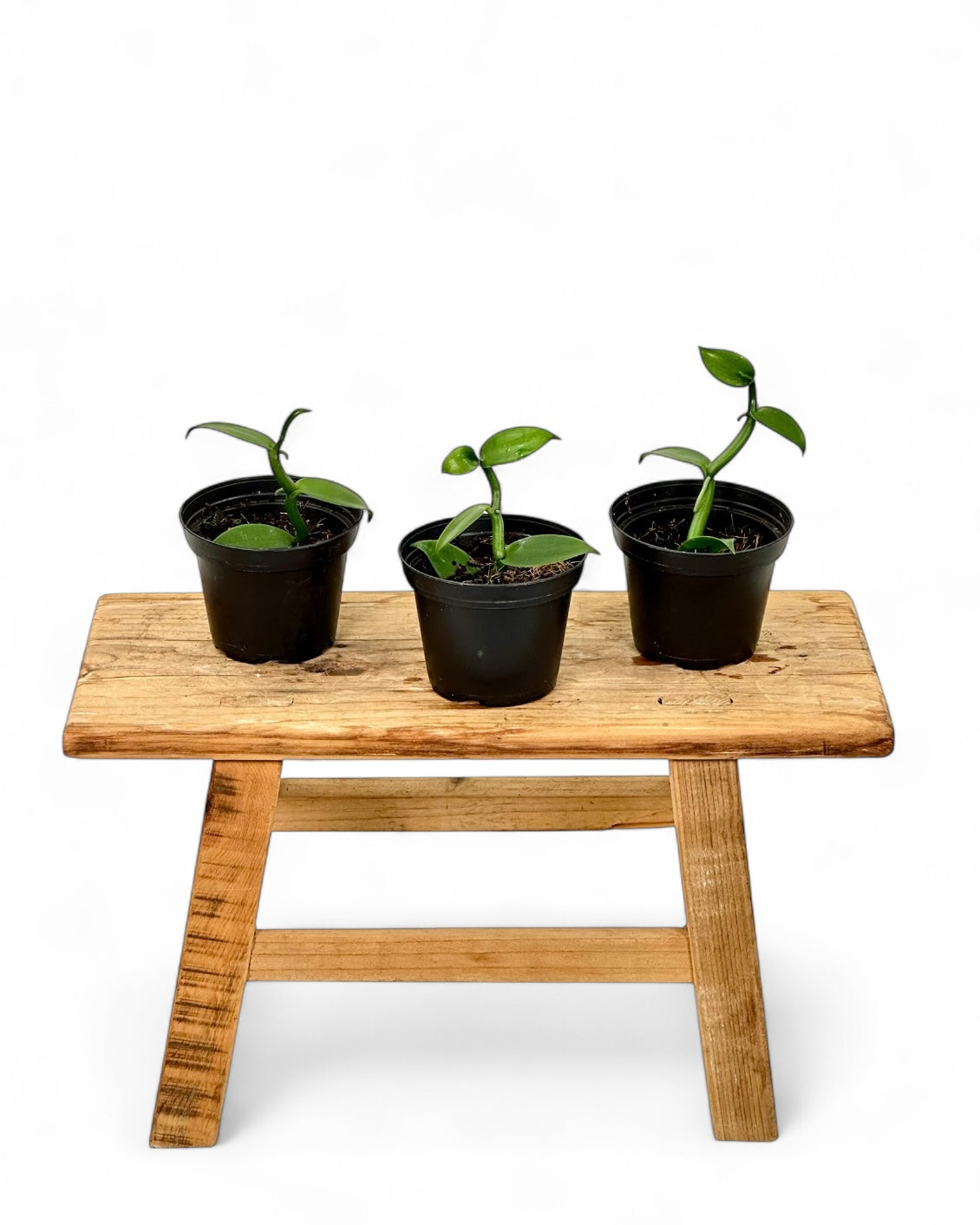 Vanilla Planifolia - Plante de vanille