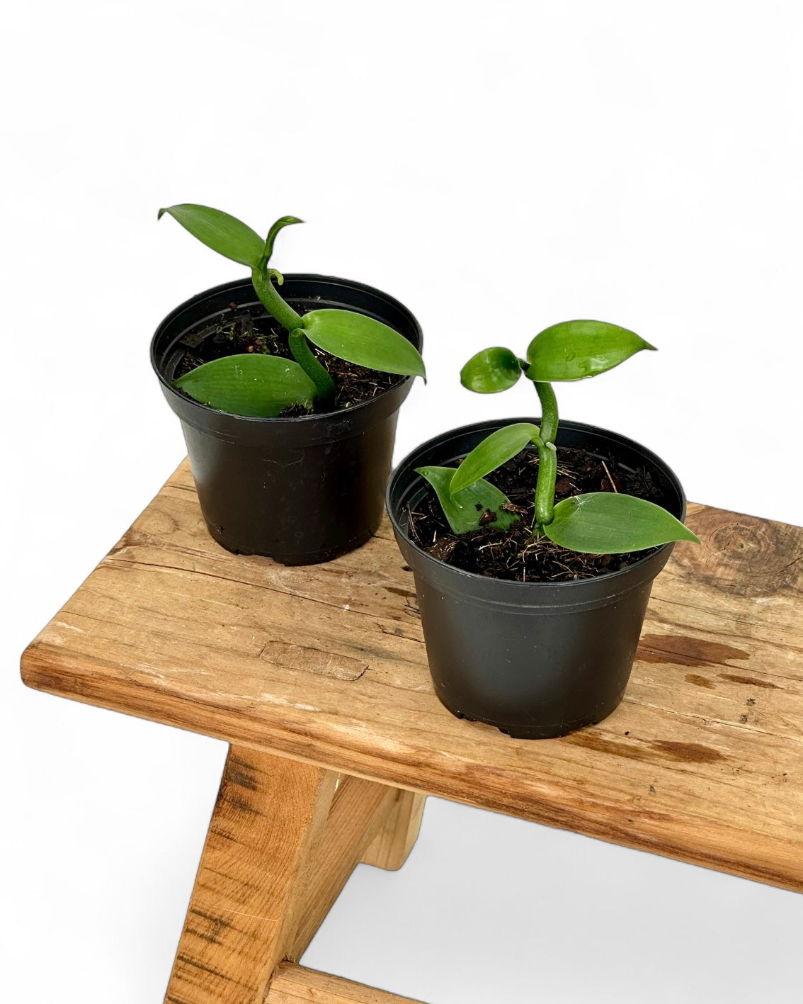 Vanilla Planifolia - Plante de vanille