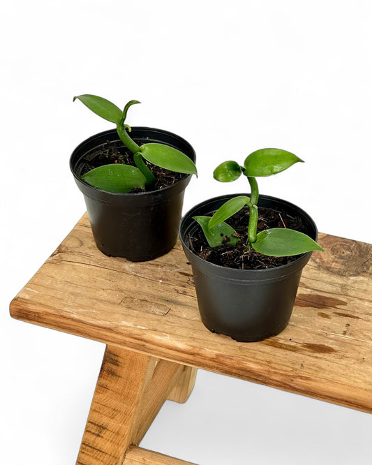 Vanilla Planifolia - Plante de vanille