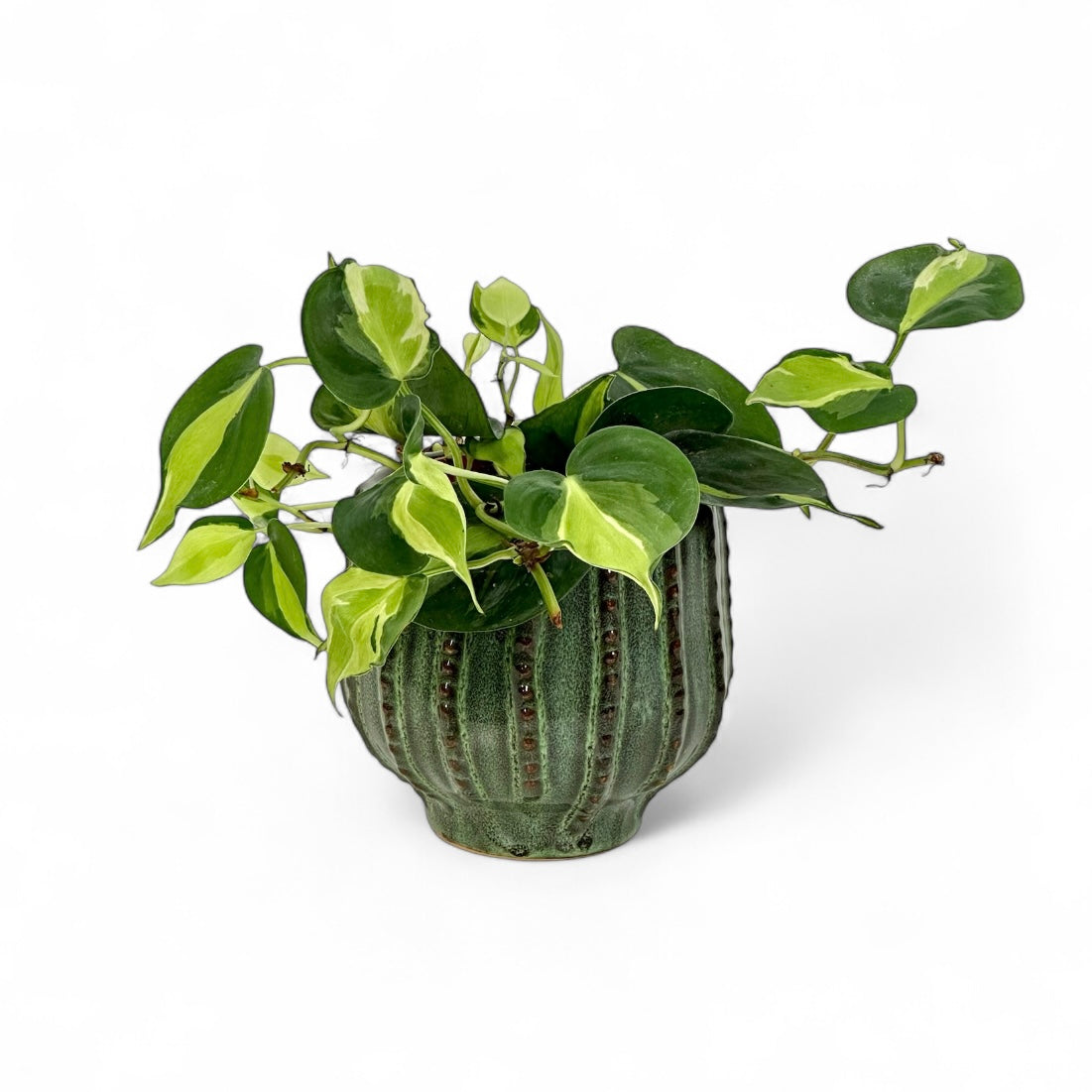 Cache-pot 'Cathy' Ø10.5 cm