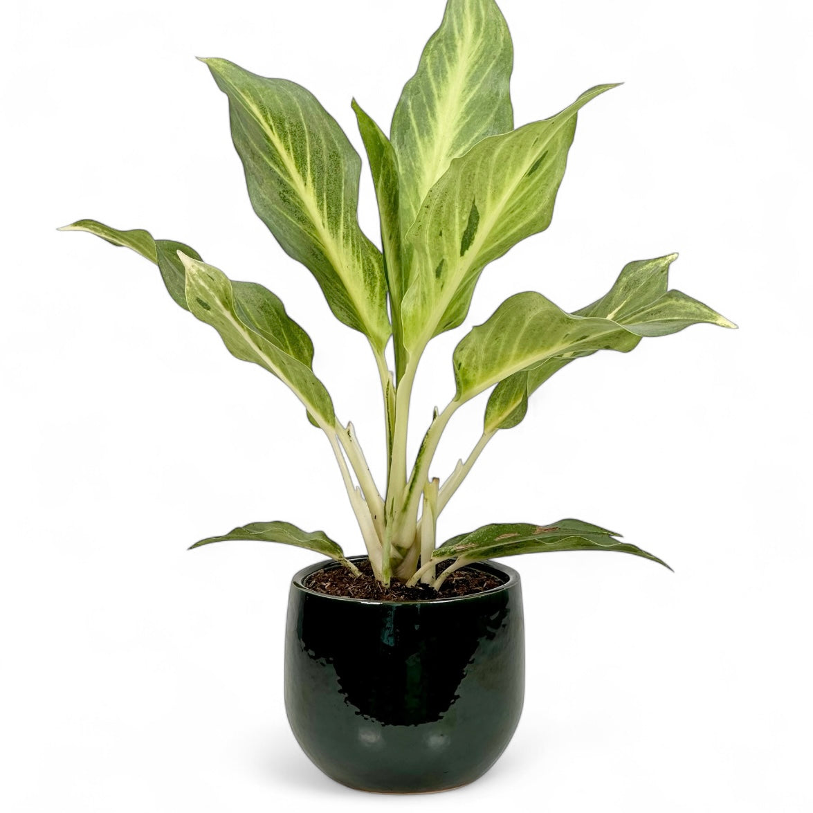 Cache-pot 'Pablo round green' Ø11.5 cm