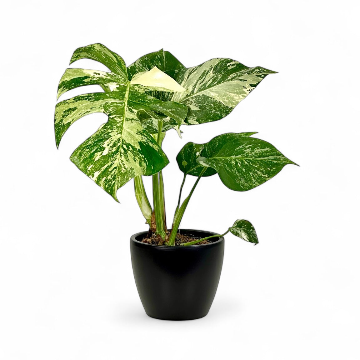 Cache-pot 'Sven' noir Ø13 cm