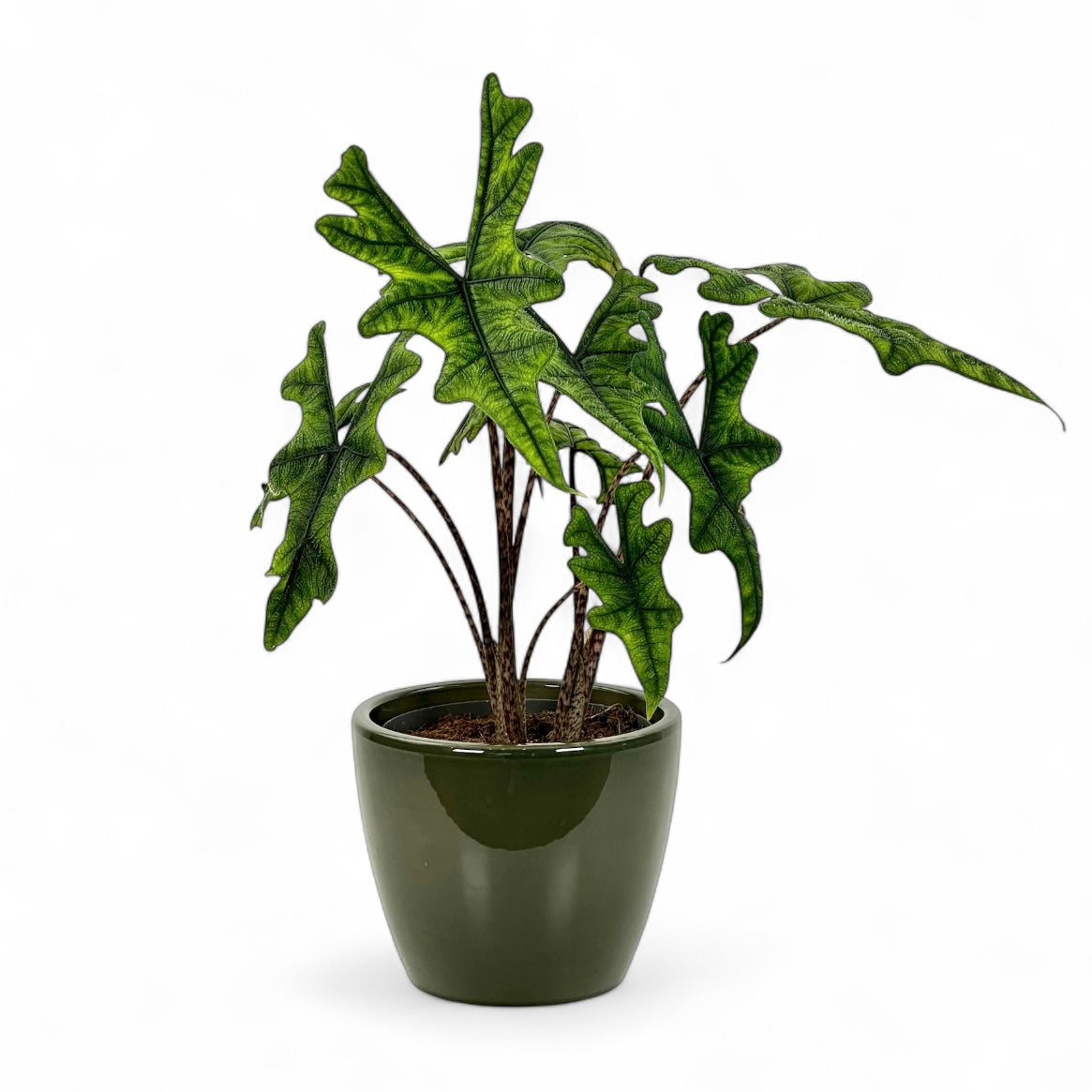 Cache-pot 'Sven' Sapin Ø14 cm