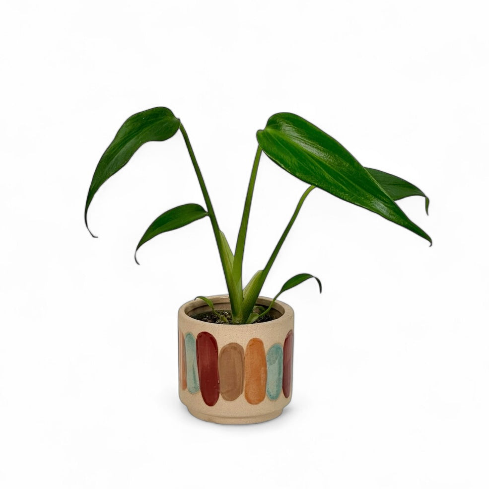 Cache-pot 'Anna' Ø6 cm