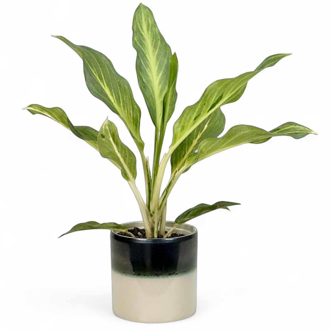Cache-pot 'Illusion' Ø12 cm