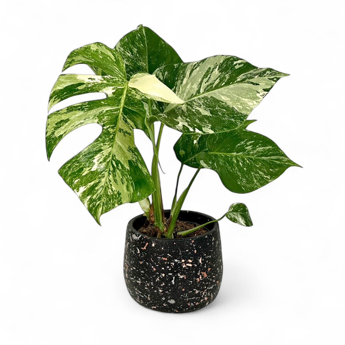 Cache-pot 'Tina terrazo' Ø12 cm