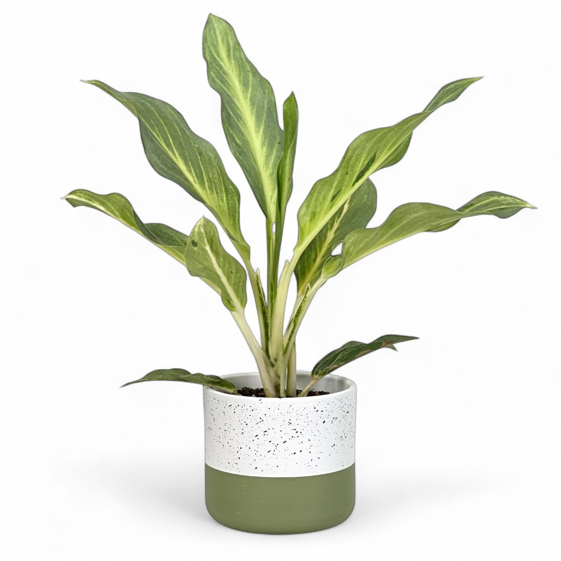 Cache-pot 'Julia' Ø12 cm
