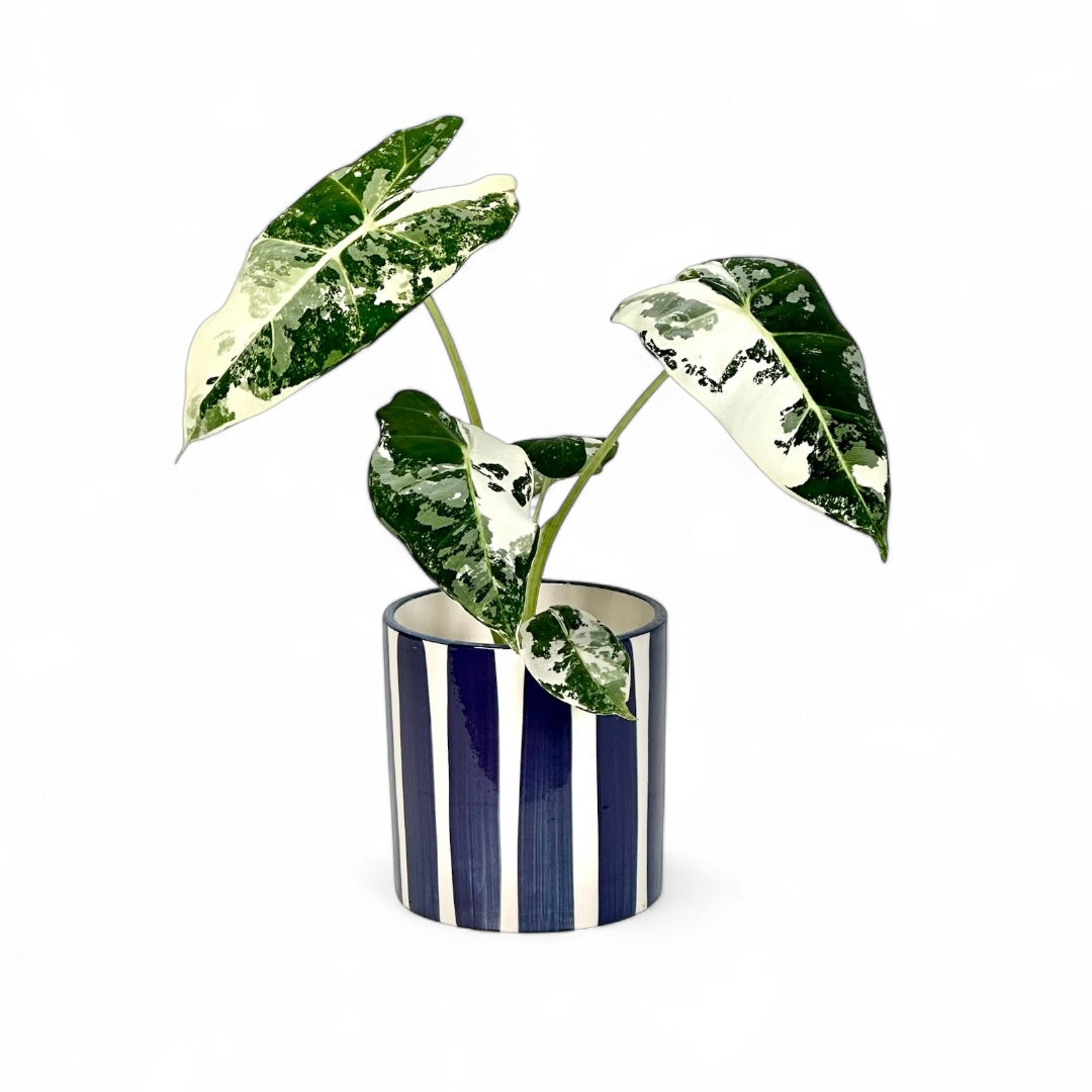 Cache-pot 'Stripe' bleu Ø9 cm