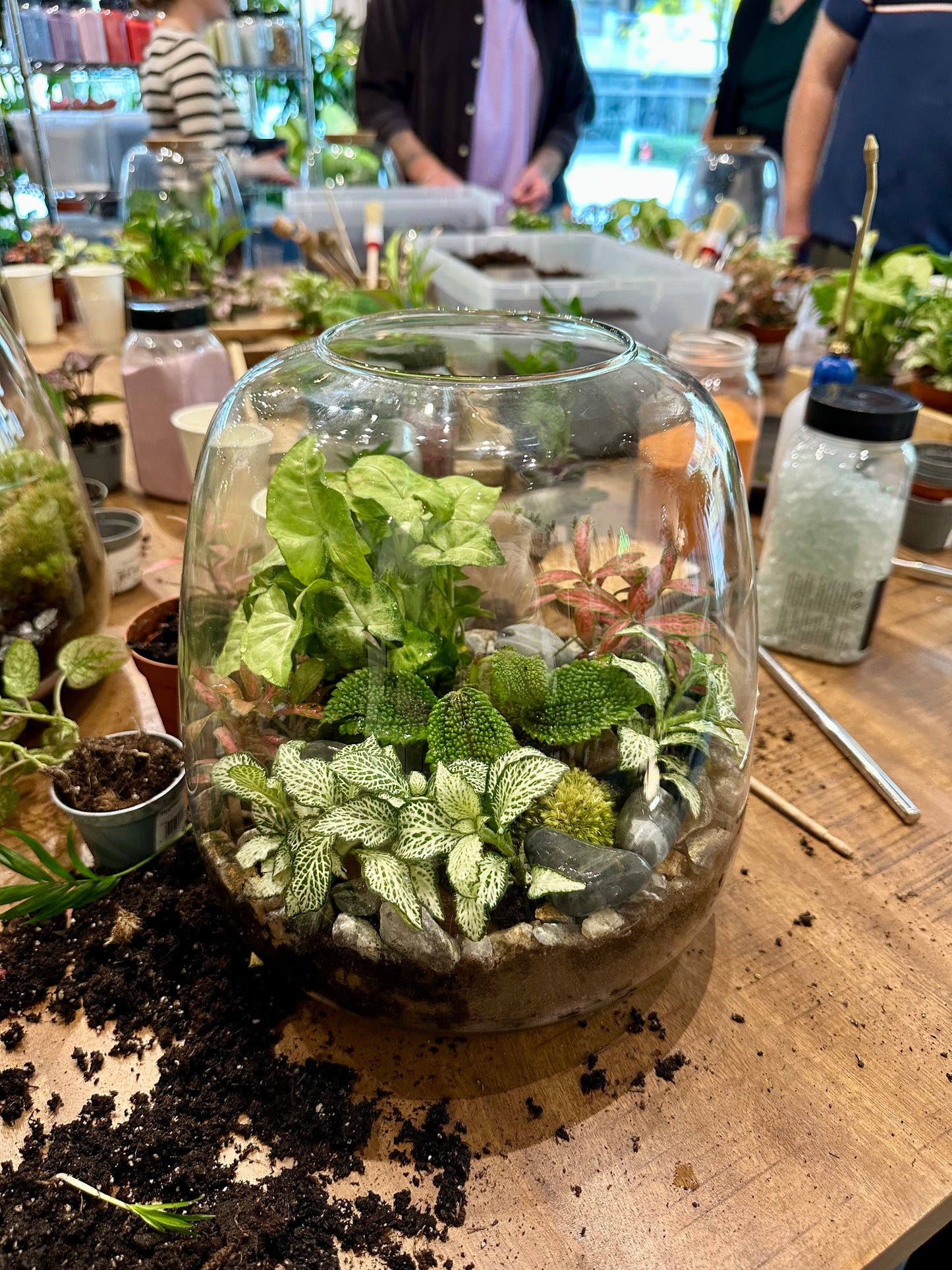 Atelier - Créer son terrarium