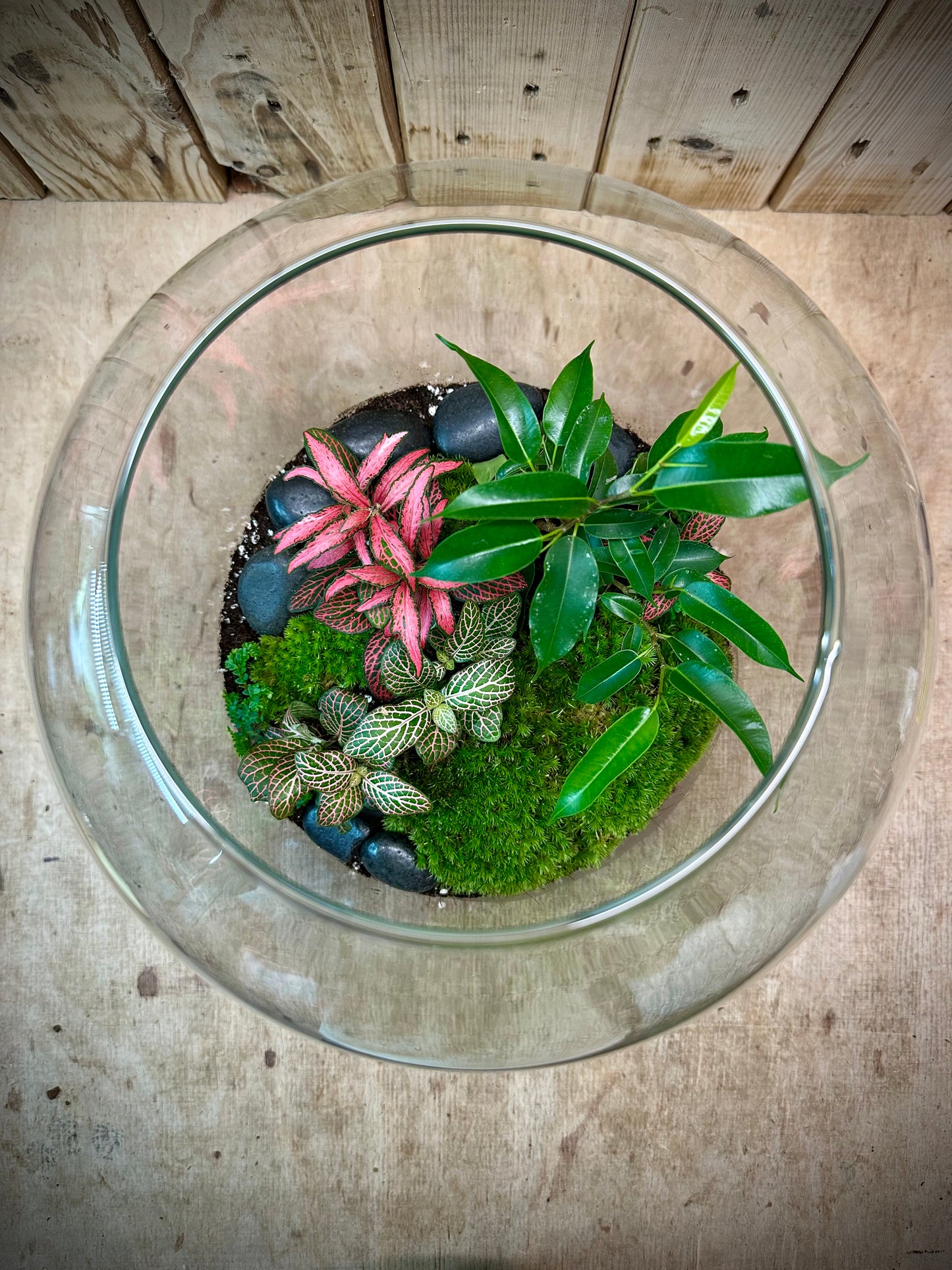 Atelier - Créer son terrarium