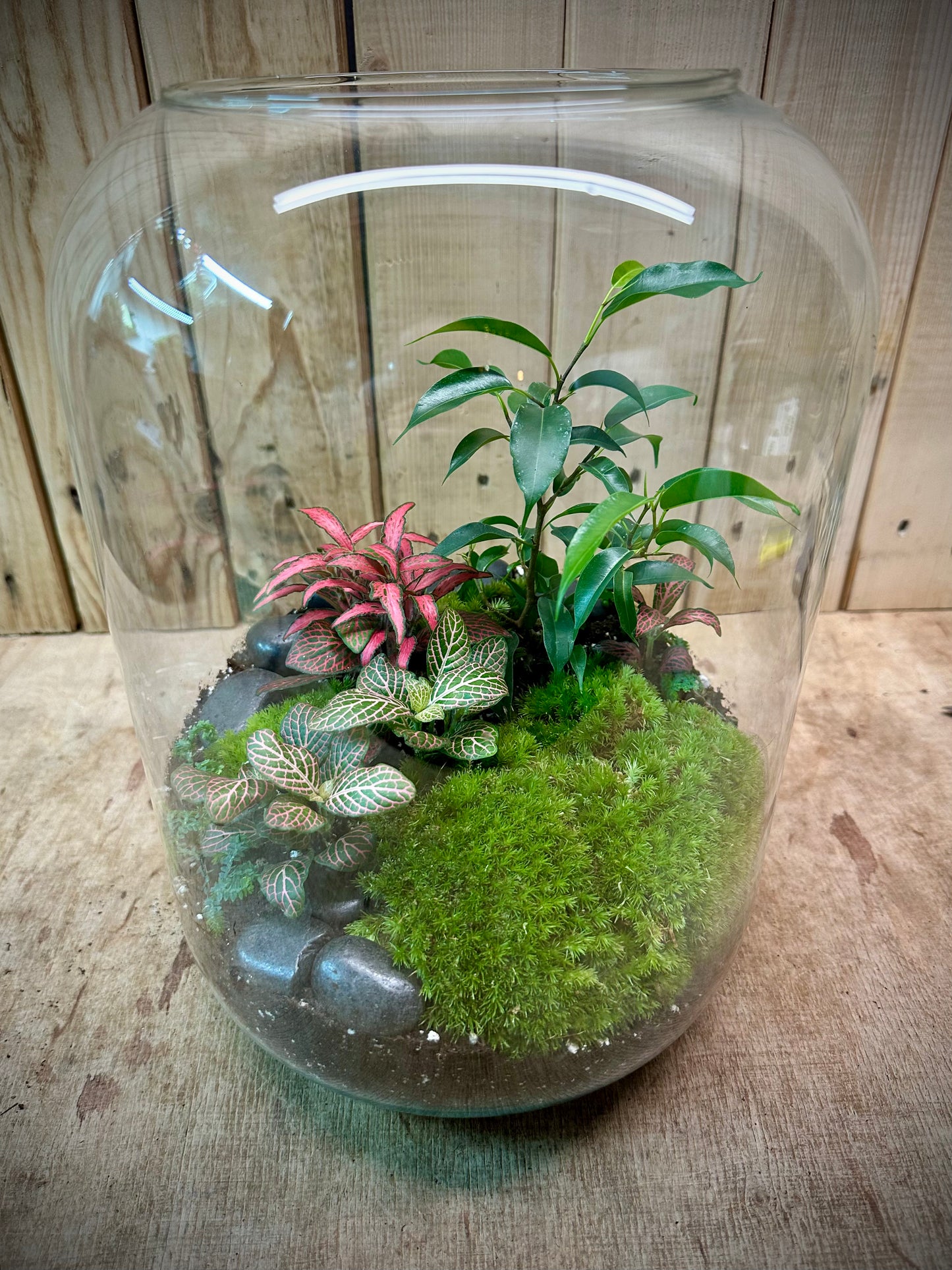 Atelier - Créer son terrarium