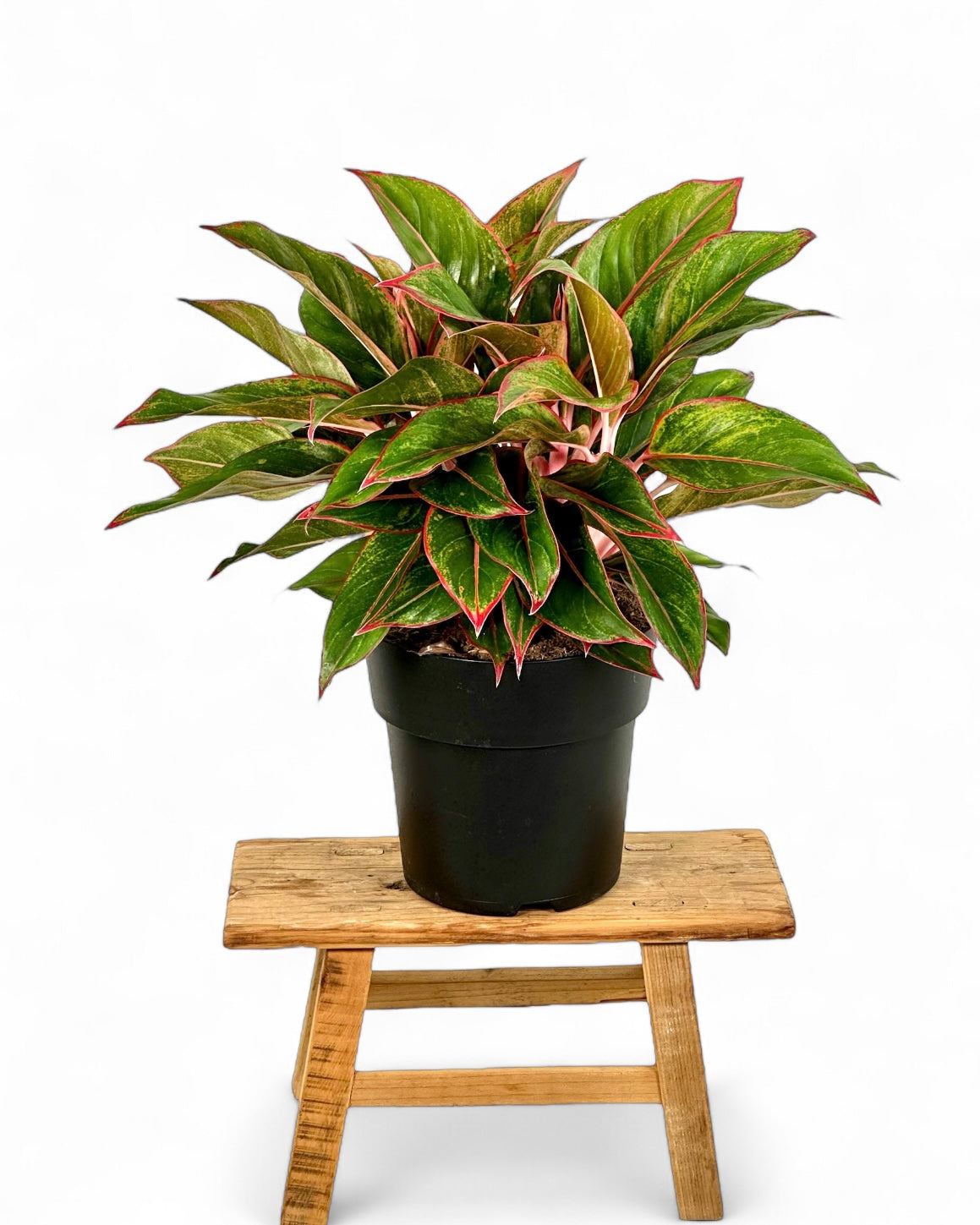 Aglaonema Jungle Red XL
