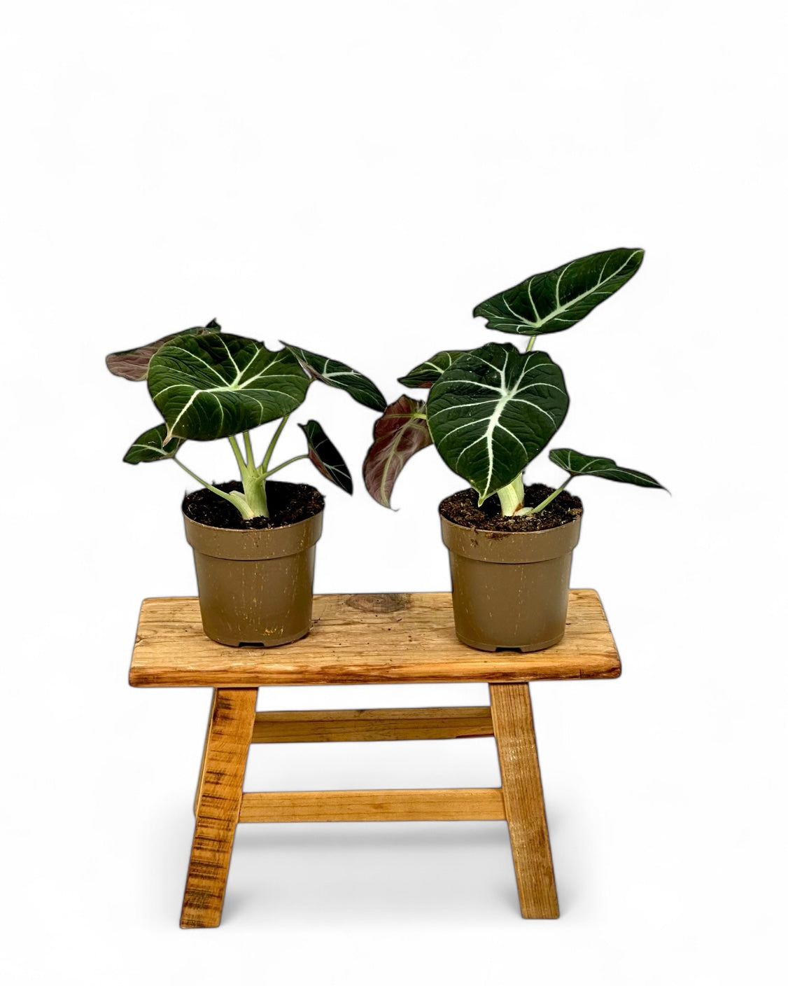 Alocasia Black Velvet