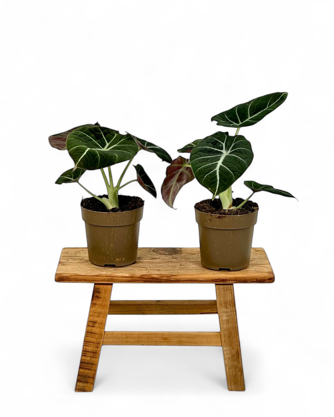Alocasia Black Velvet