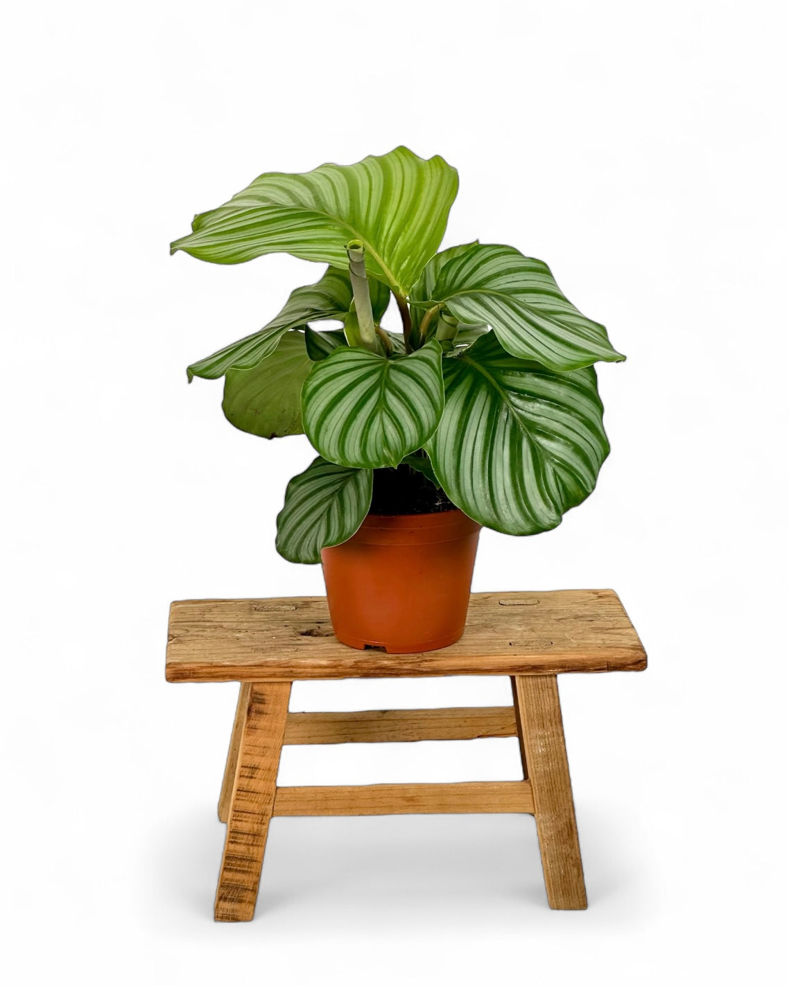 Calathea Orbifolia