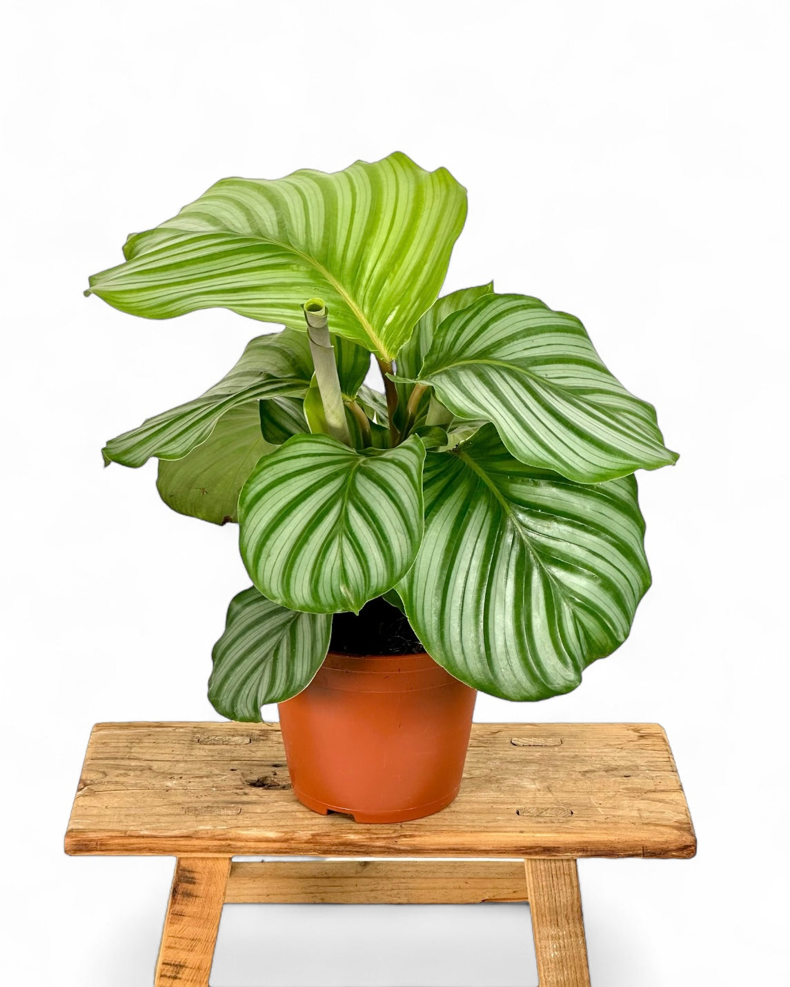 Calathea Orbifolia