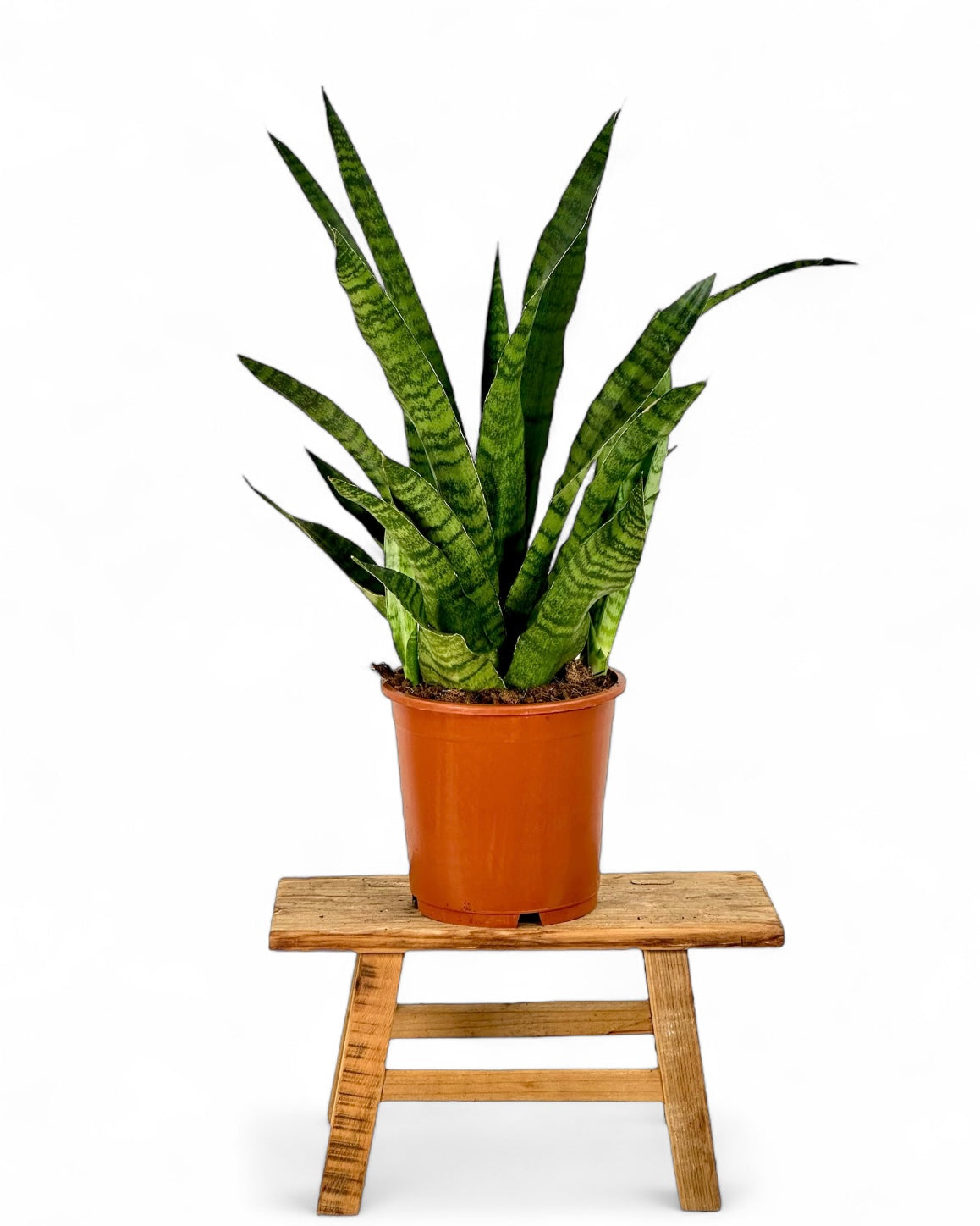 Sansevieria Trifasciata Aubrytniana Dragon pot Ø17 cm