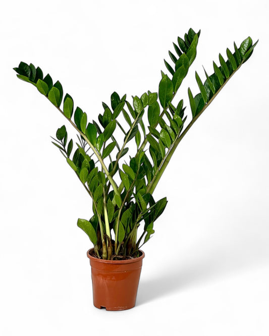 Zamioculcas Zamiifolia