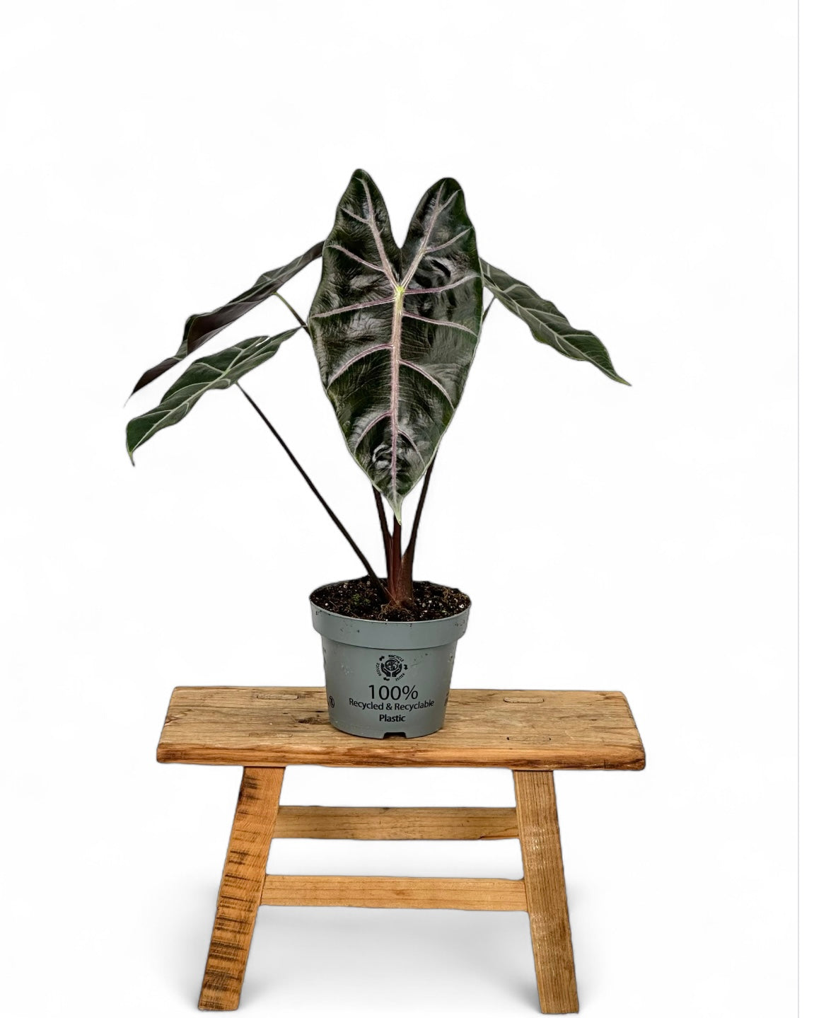 Alocasia Longiloba Purple