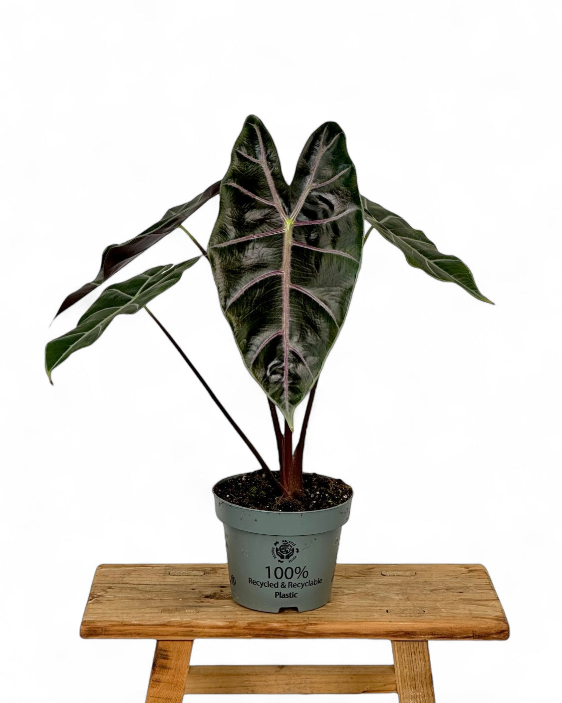 Alocasia Longiloba Purple