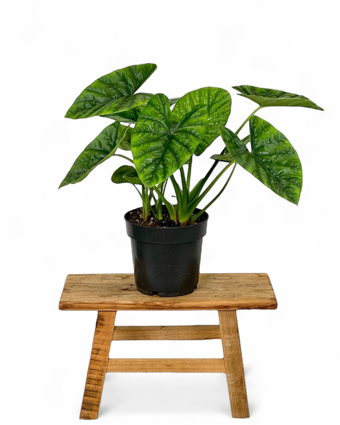 Alocasia Lukiwan 'Lucky One'