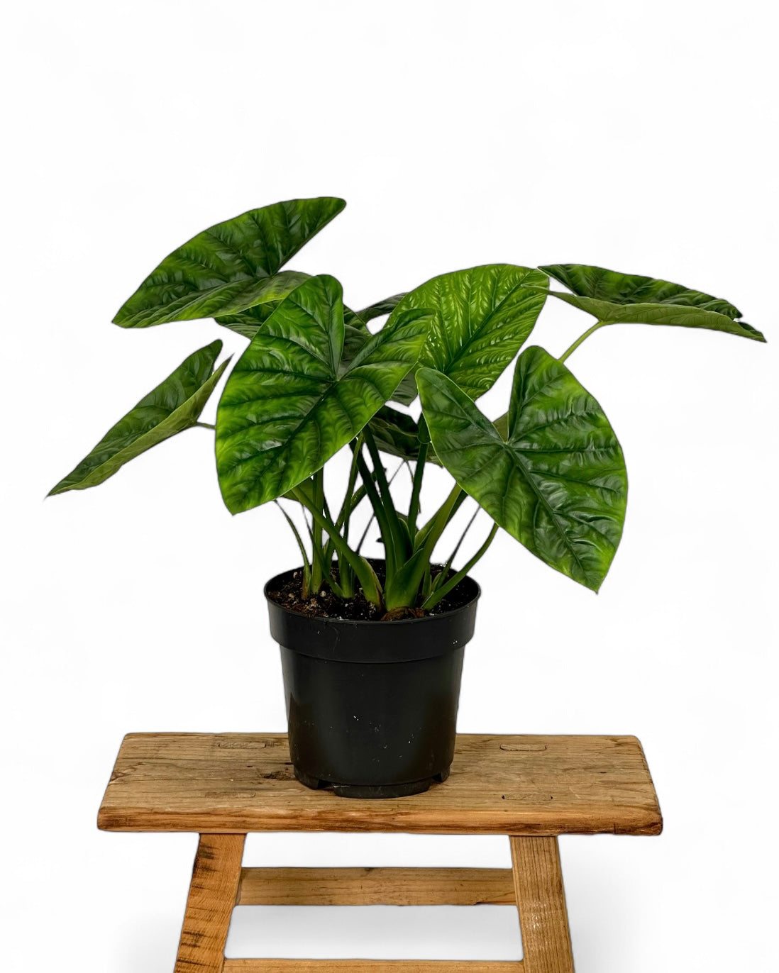 Alocasia Lukiwan 'Lucky One'