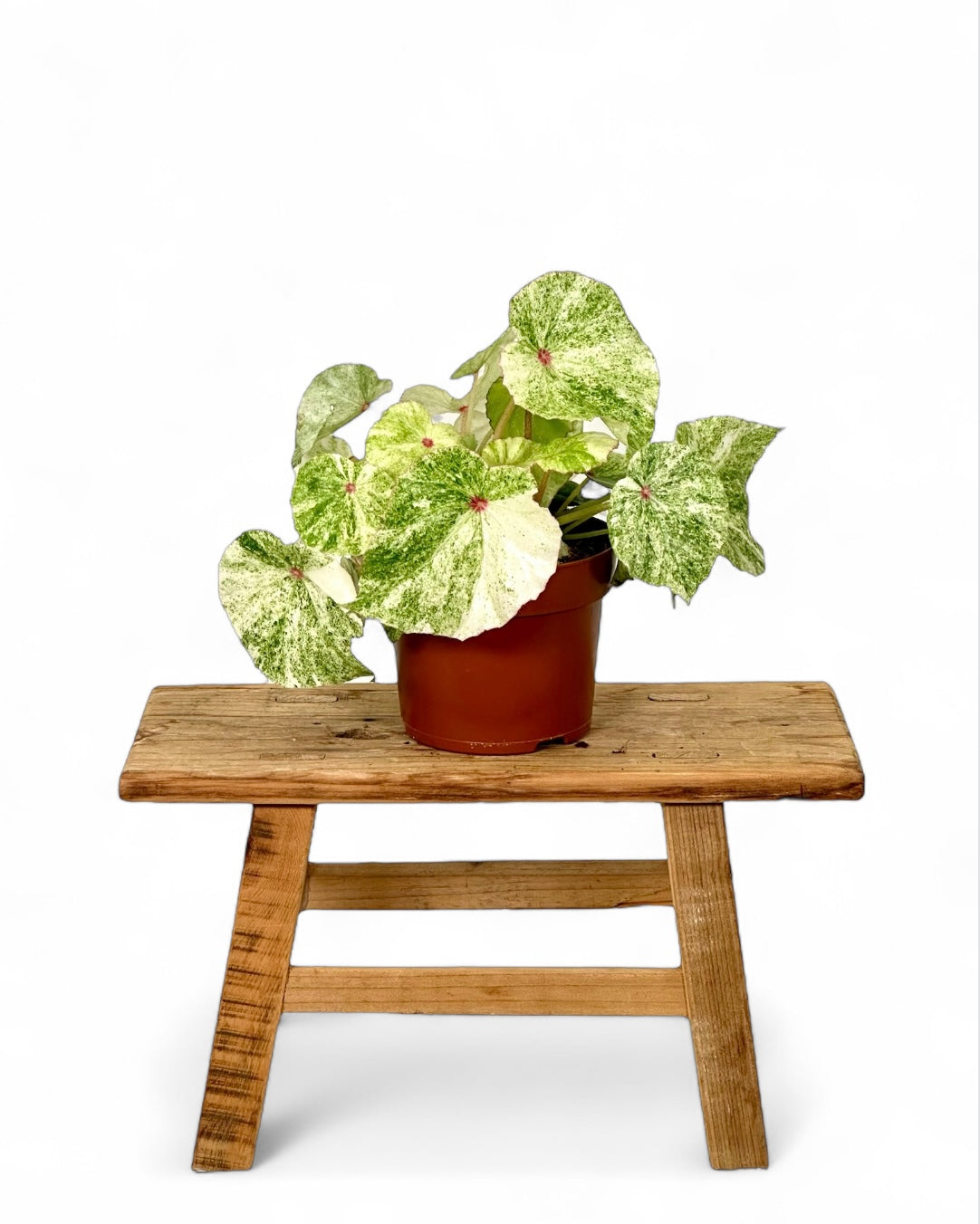 Bégonia Rouge variegata