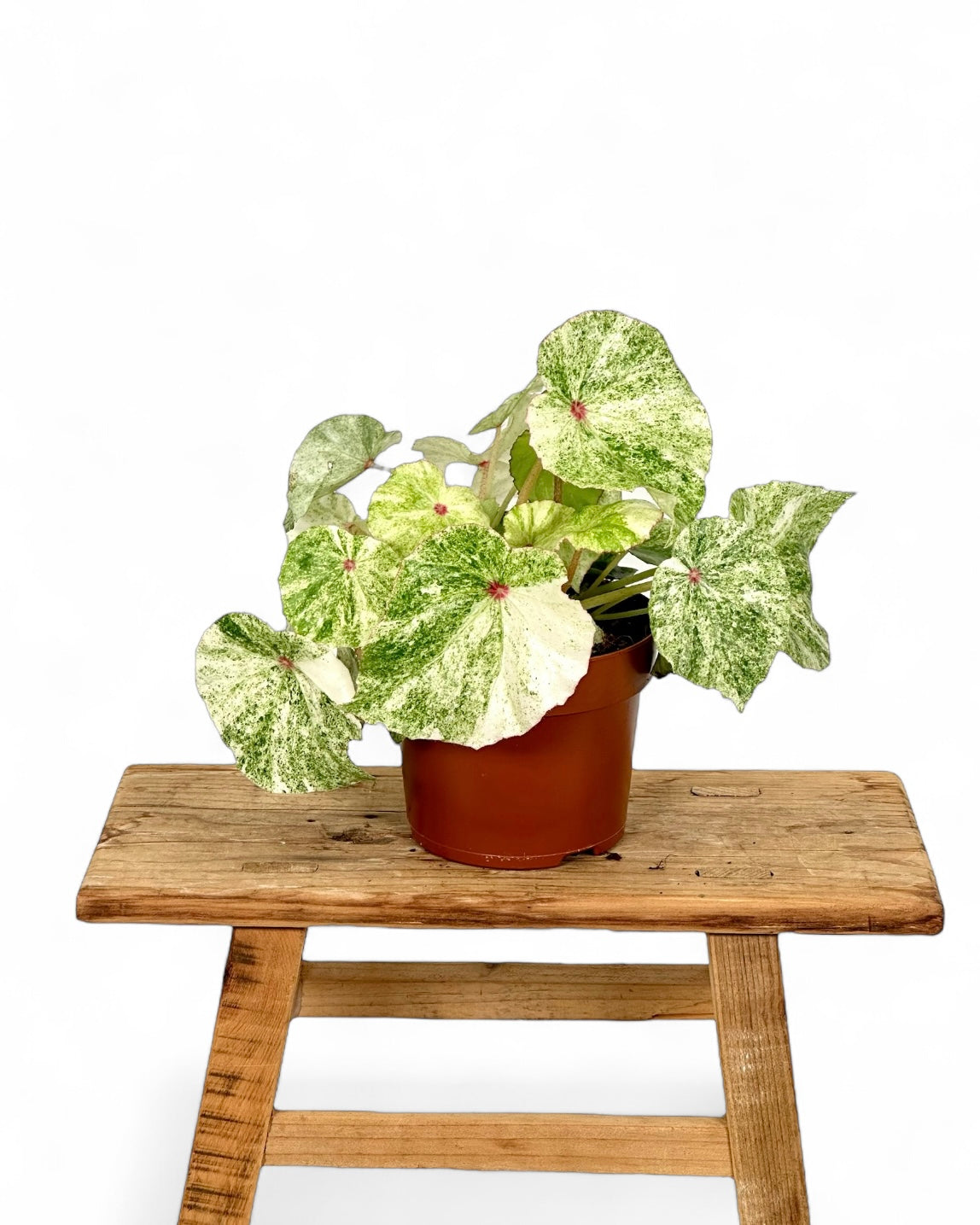 Bégonia Rouge variegata