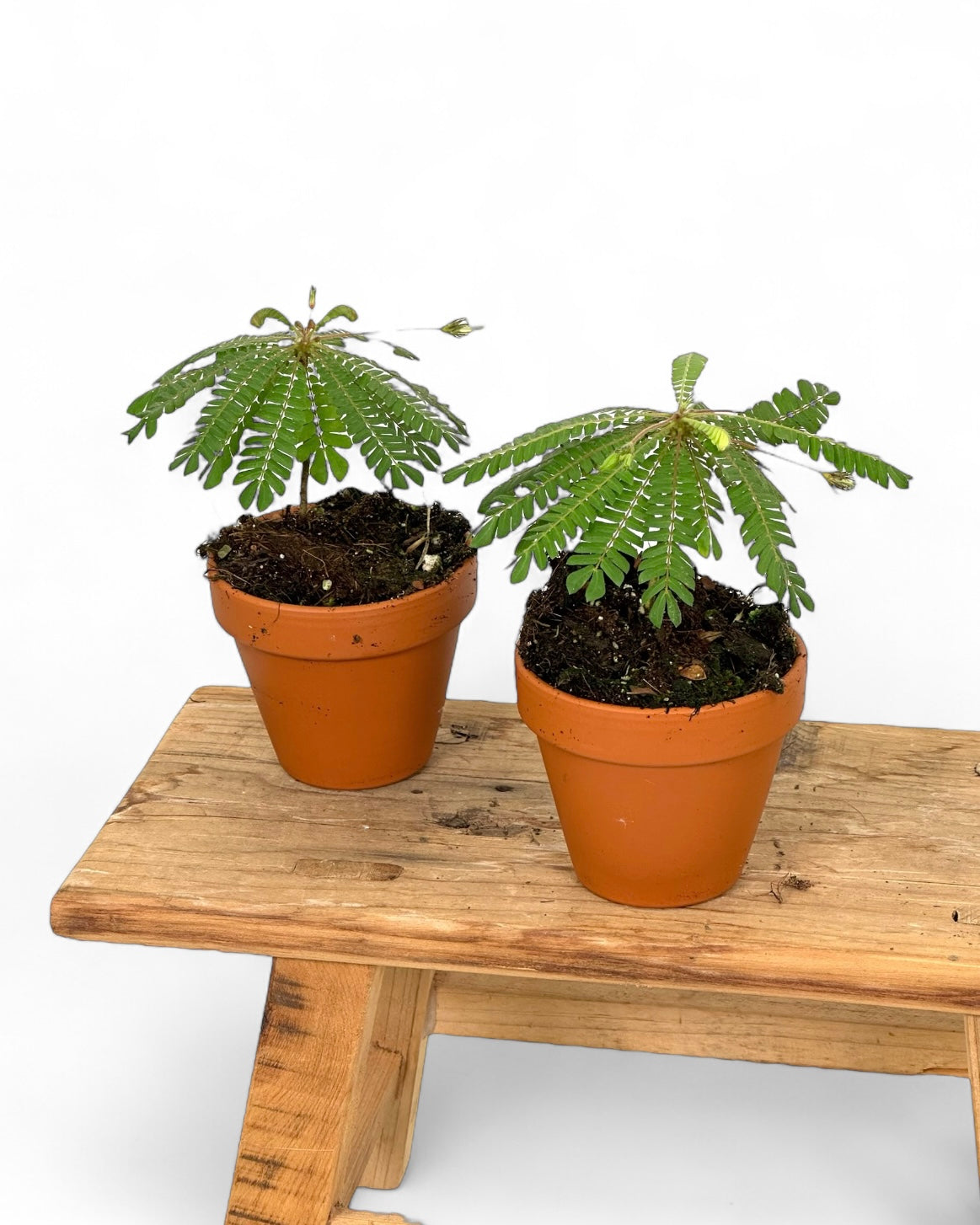 Biophytum Sensitivum