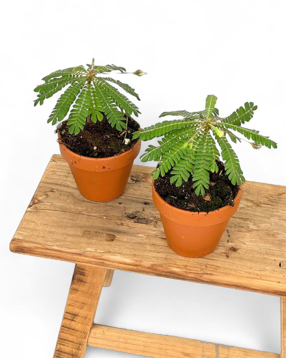 Biophytum Sensitivum