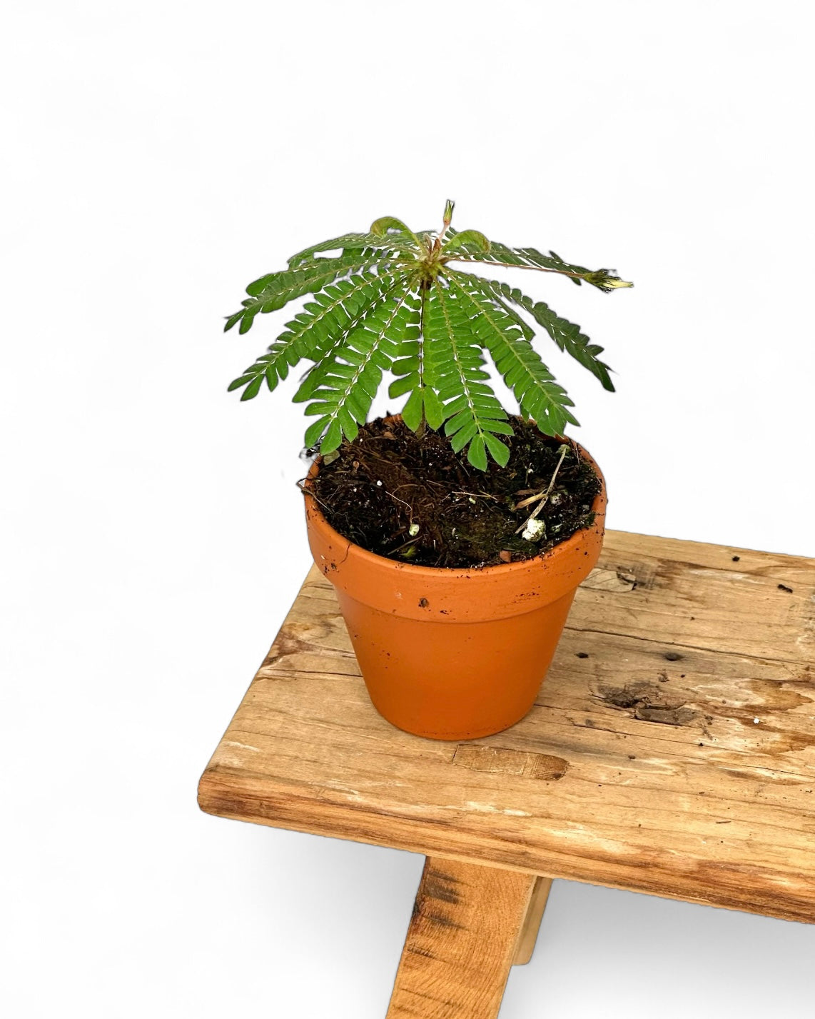 Biophytum Sensitivum