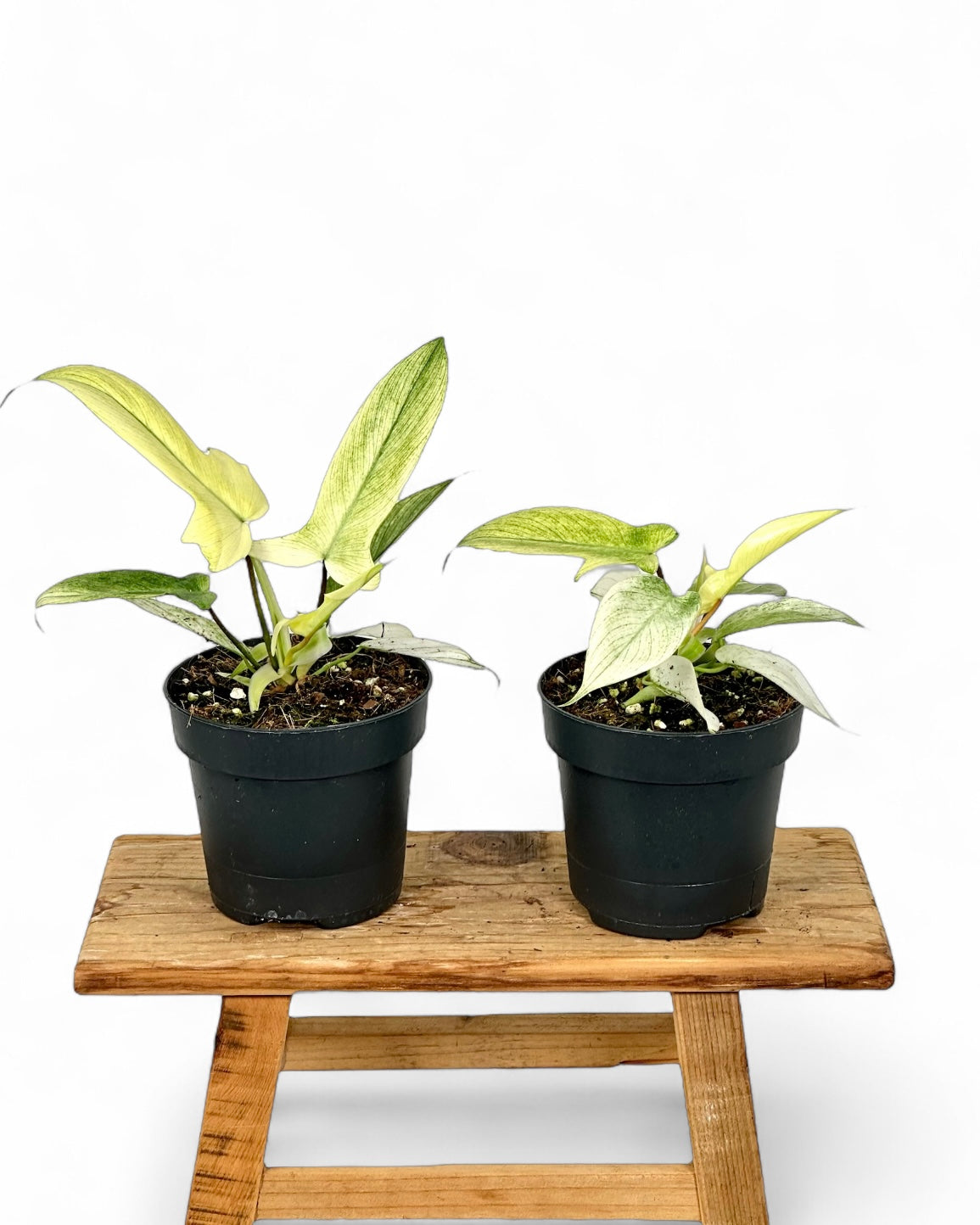 Philodendron Florida Ghost juvénile