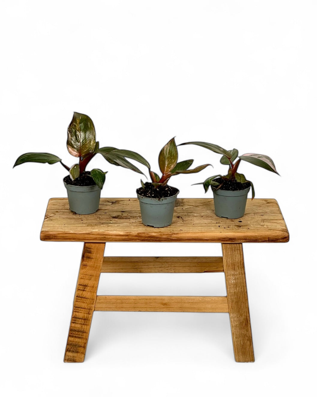 Philodendron Pink Princess marble - Baby plant