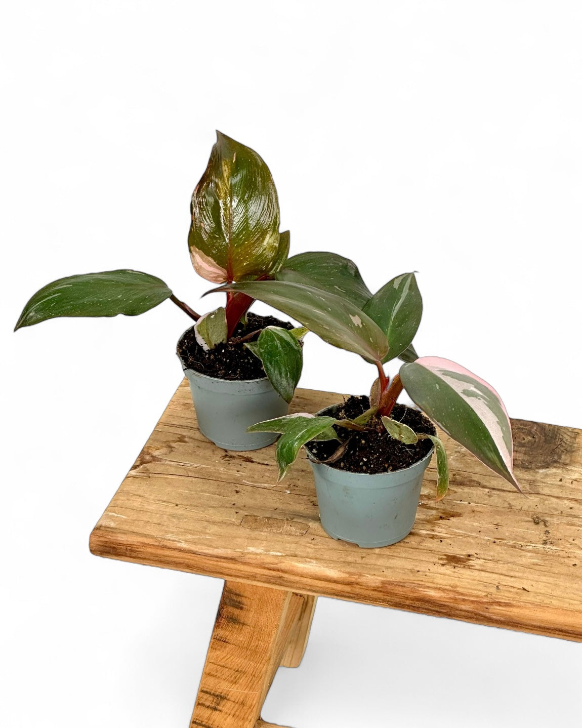 Philodendron Pink Princess marble - Baby plant