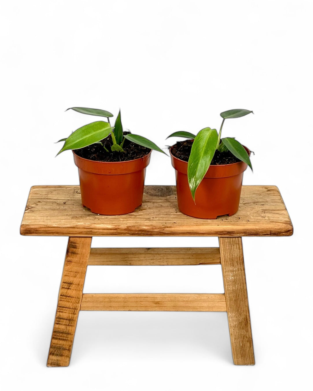 Philodendron Spiritus Sancti Juvénile