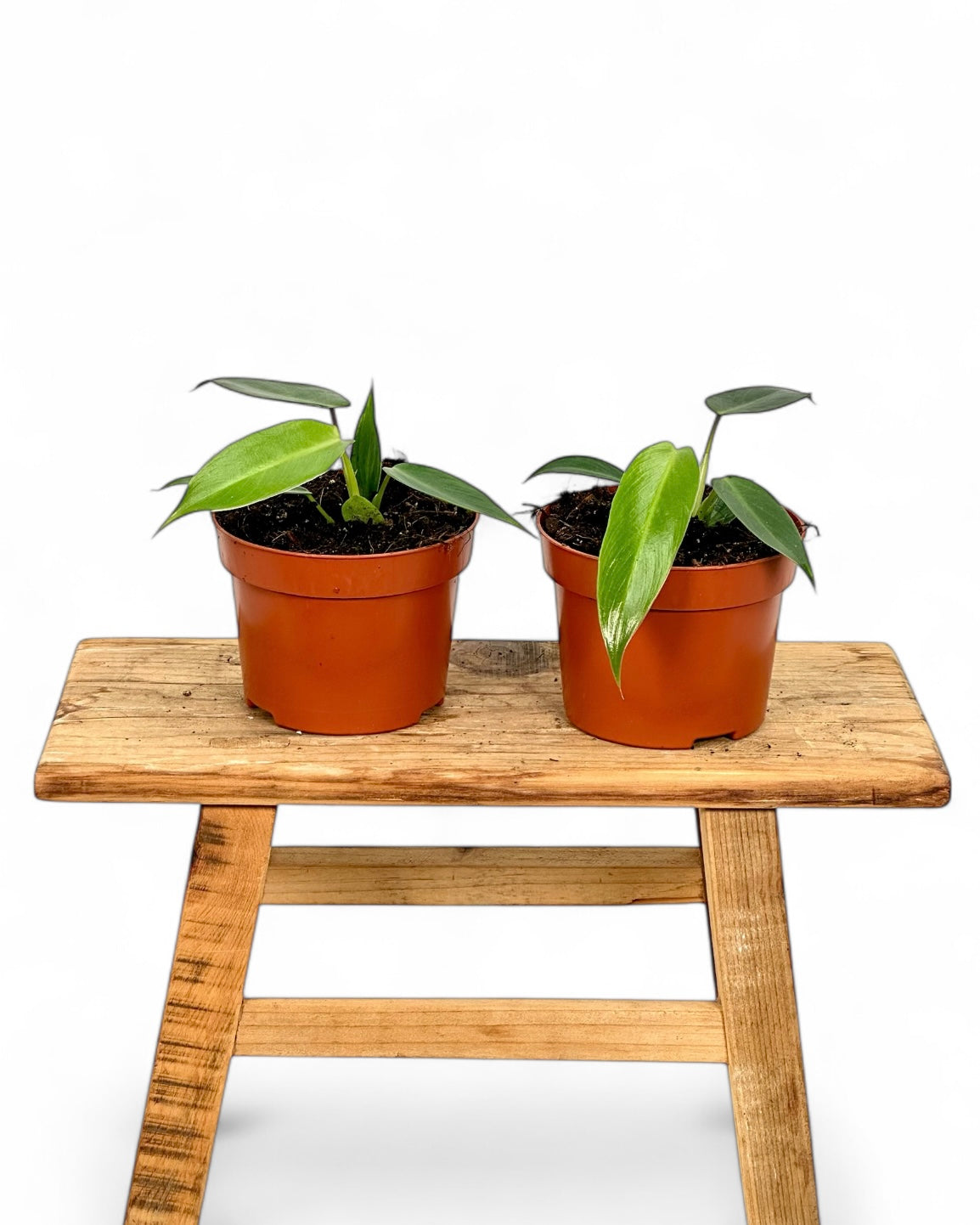 Philodendron Spiritus Sancti Juvénile