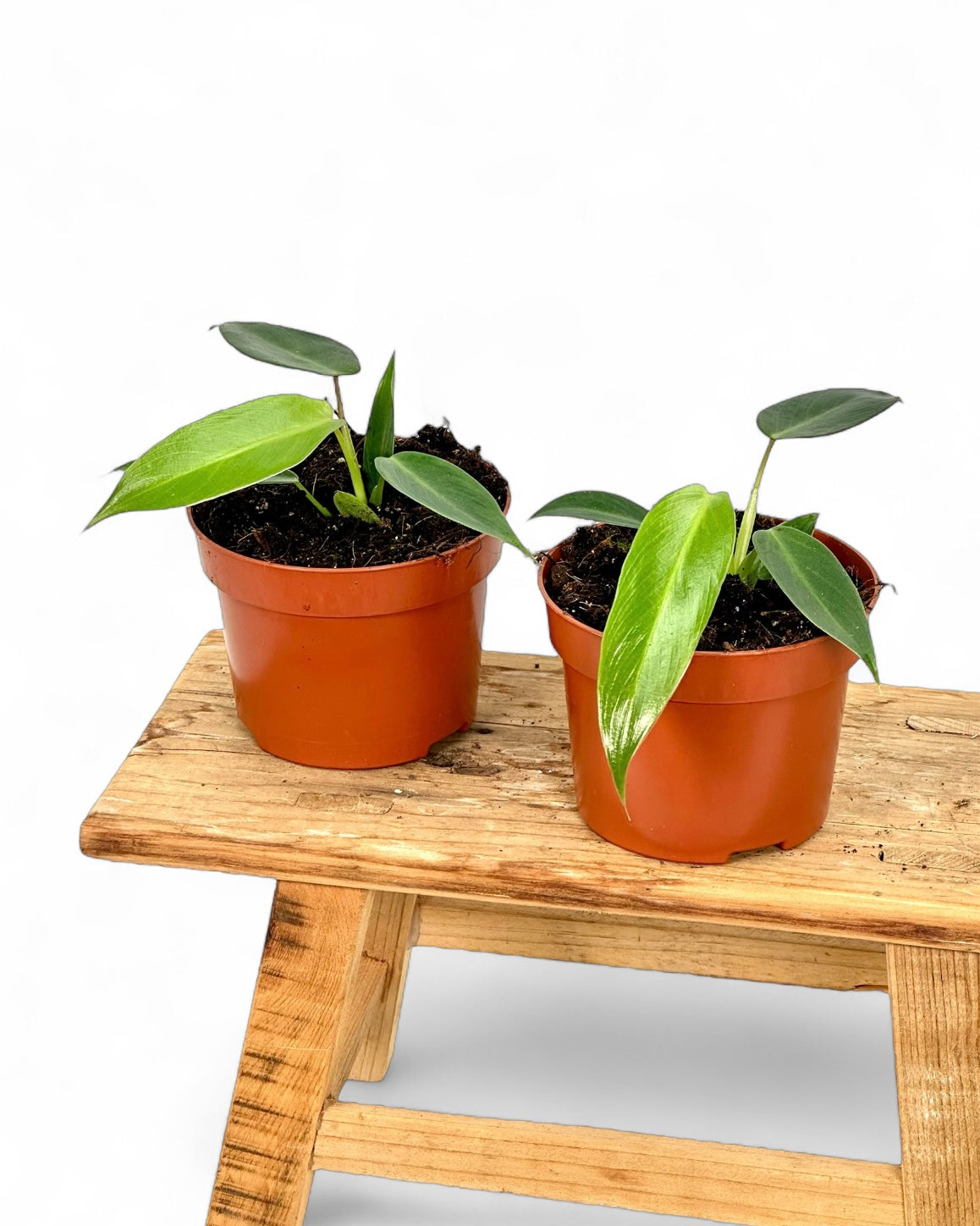 Philodendron Spiritus Sancti Juvénile