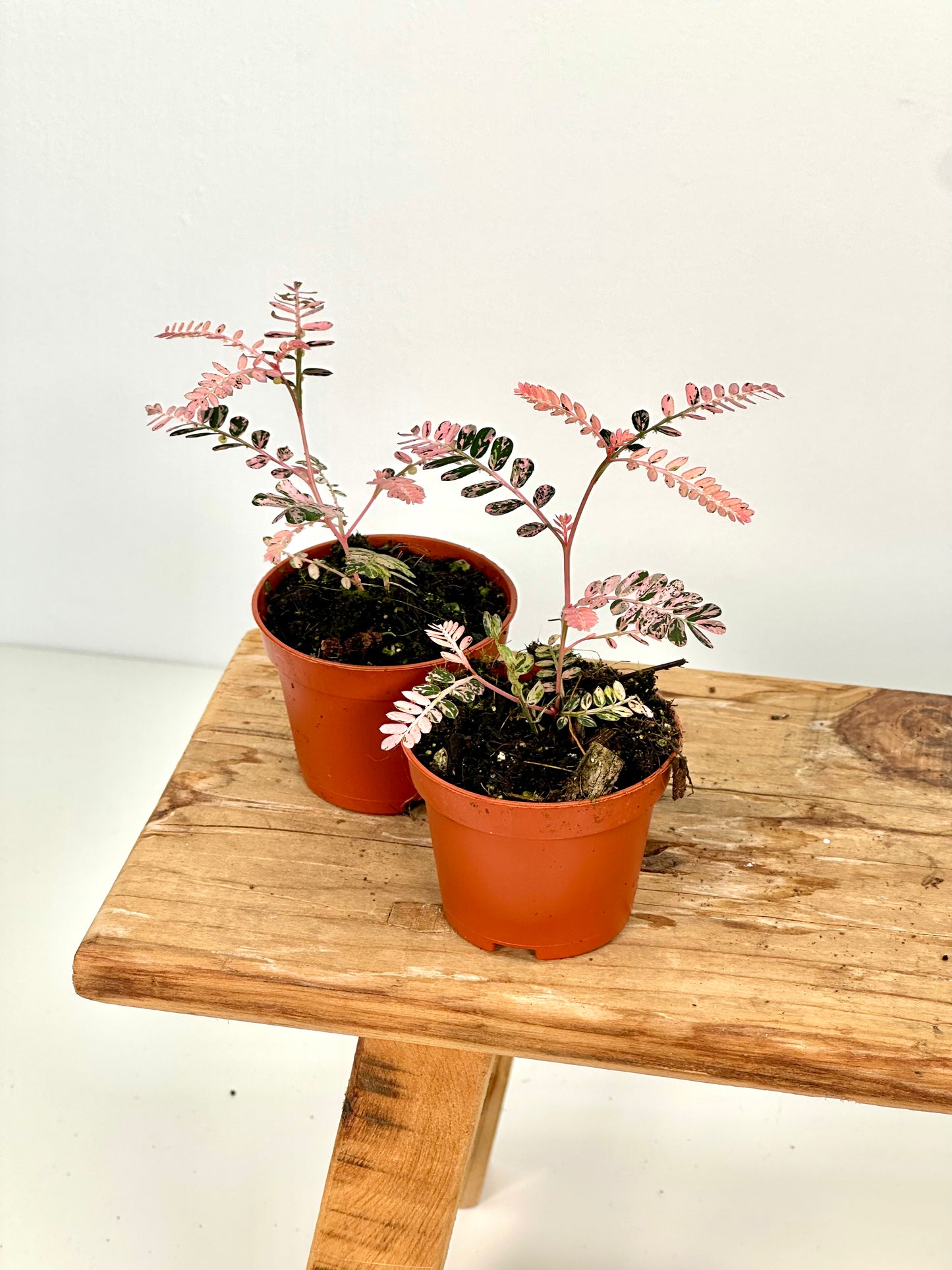 Phyllanthus Urinaria variegata - Baby plant