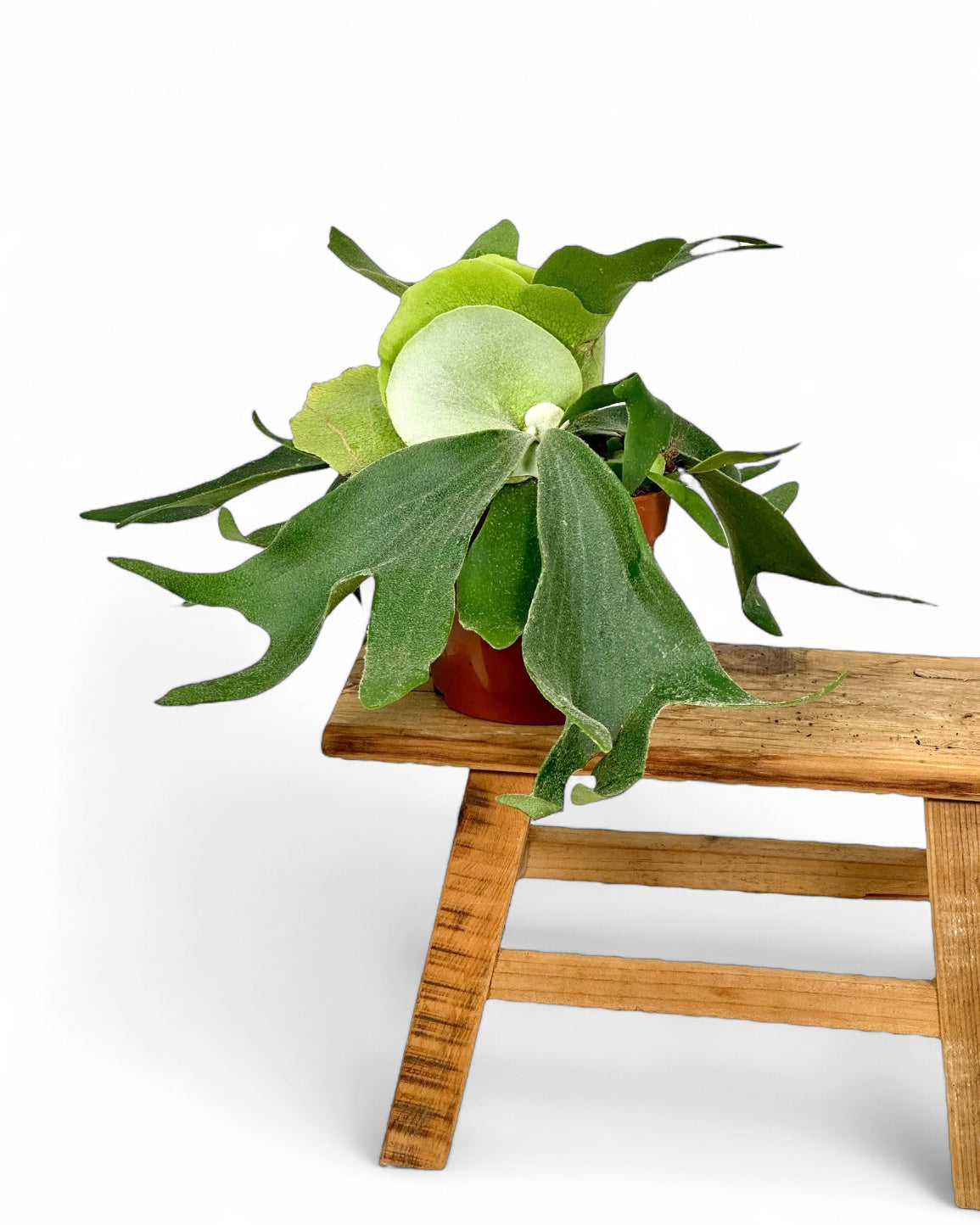 Platycerium Alcicorne - Fougère corne d’élan