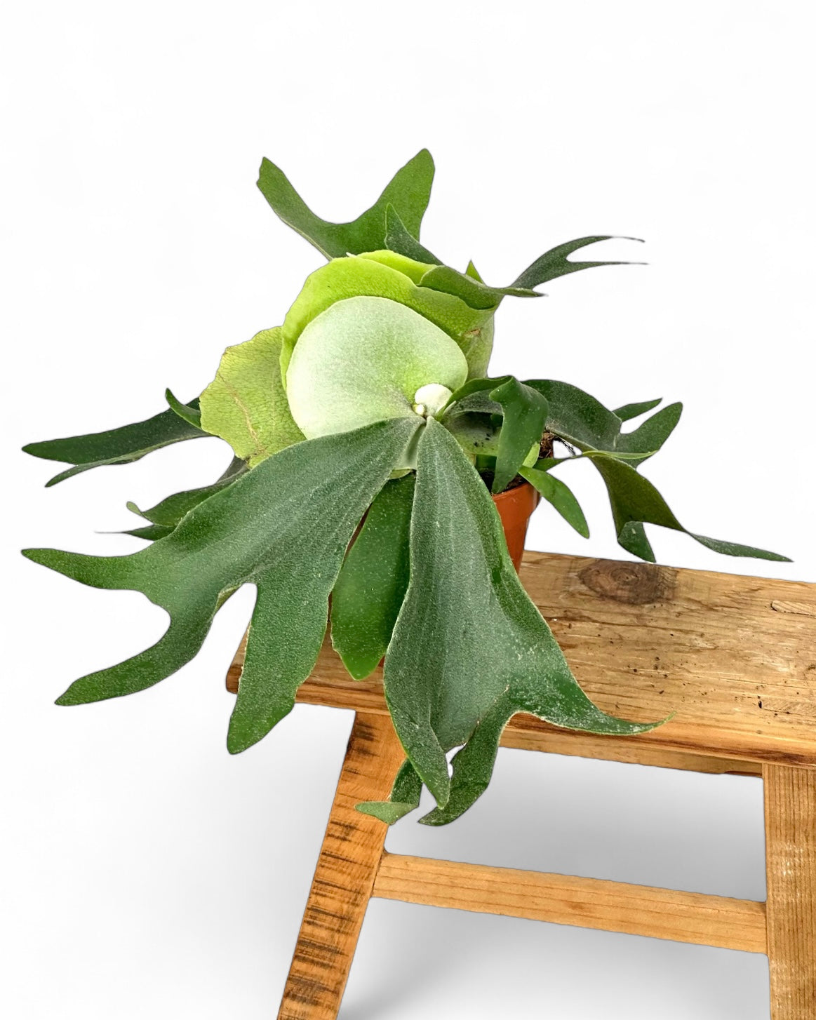 Platycerium Alcicorne - Fougère corne d’élan